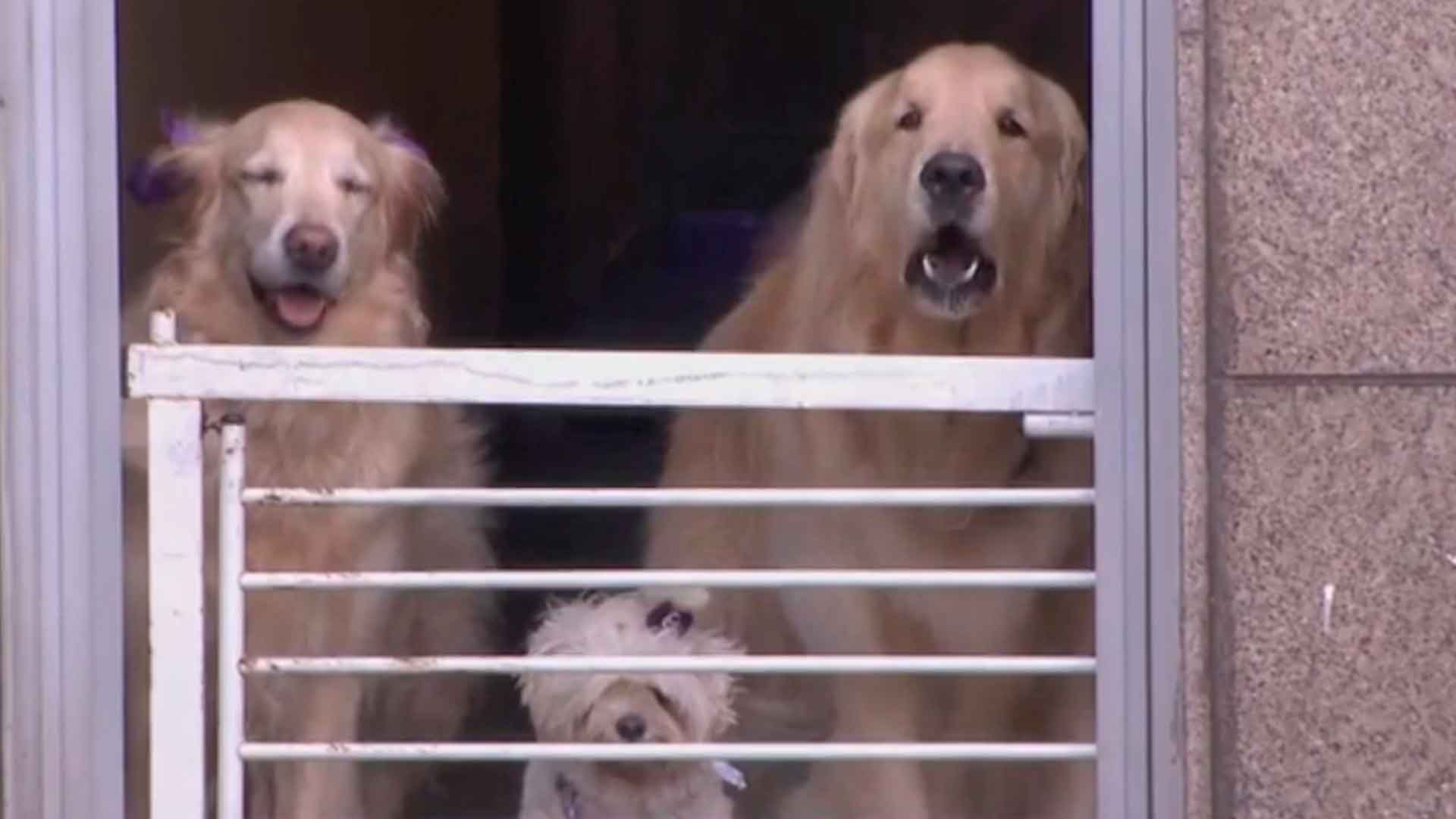 Hospedagem dos pets nas férias