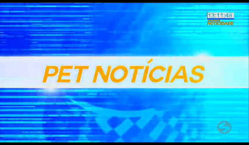 Cuidados com os enfeites de Natal para evitar acidentes com os pets