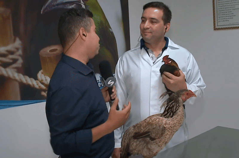 veterinario com galinha