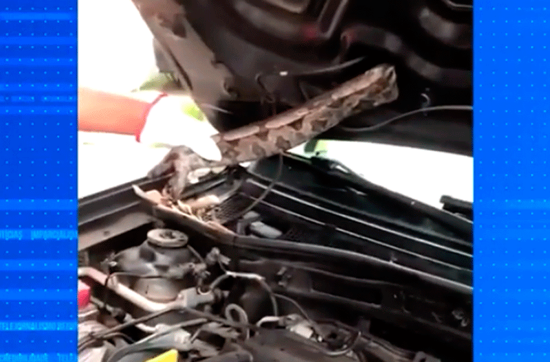 Motorista encontra jiboia dentro do capô de seu carro em Itupeva