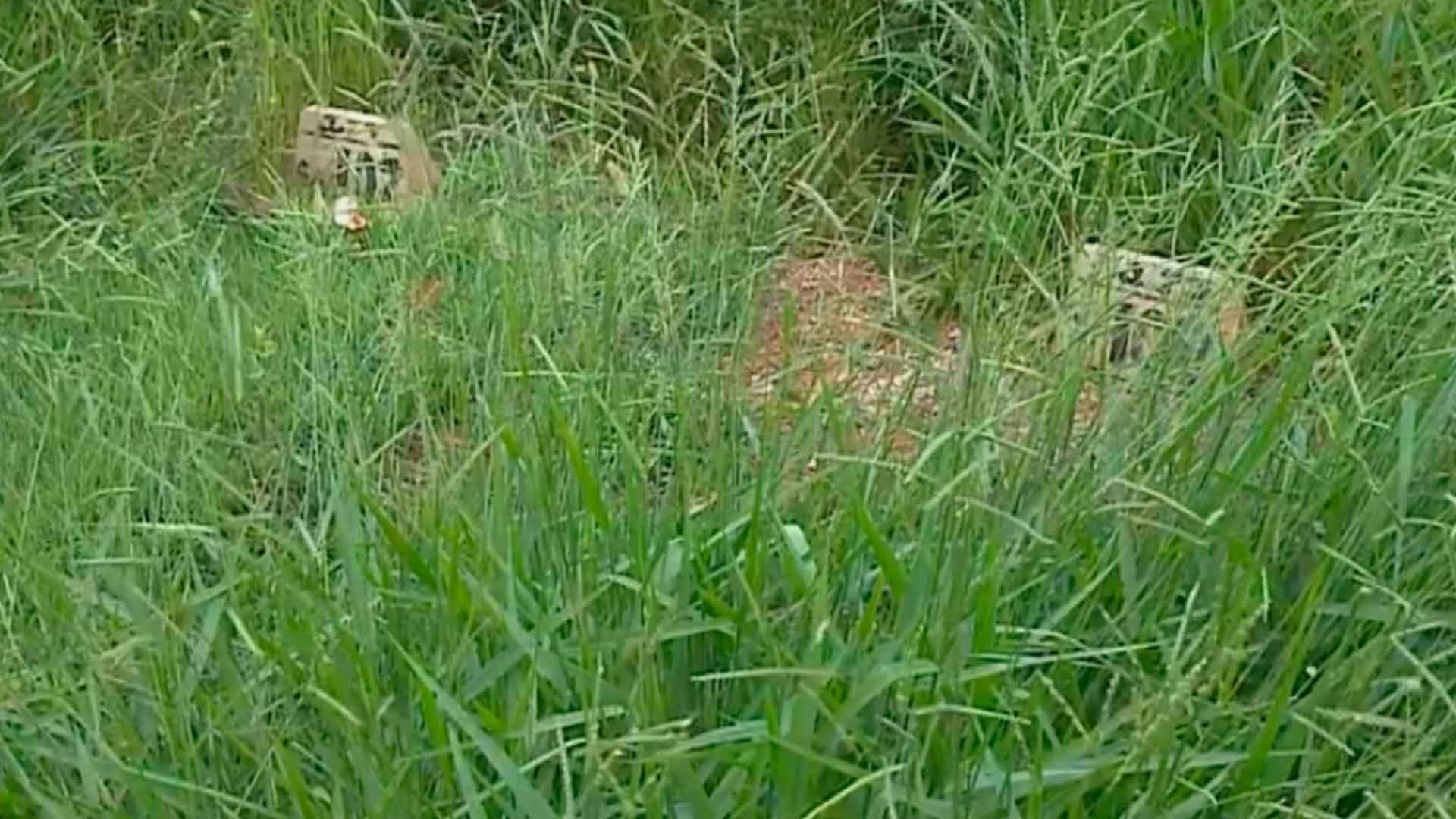 Mato cobre túmulos em cemitério de Sorocaba