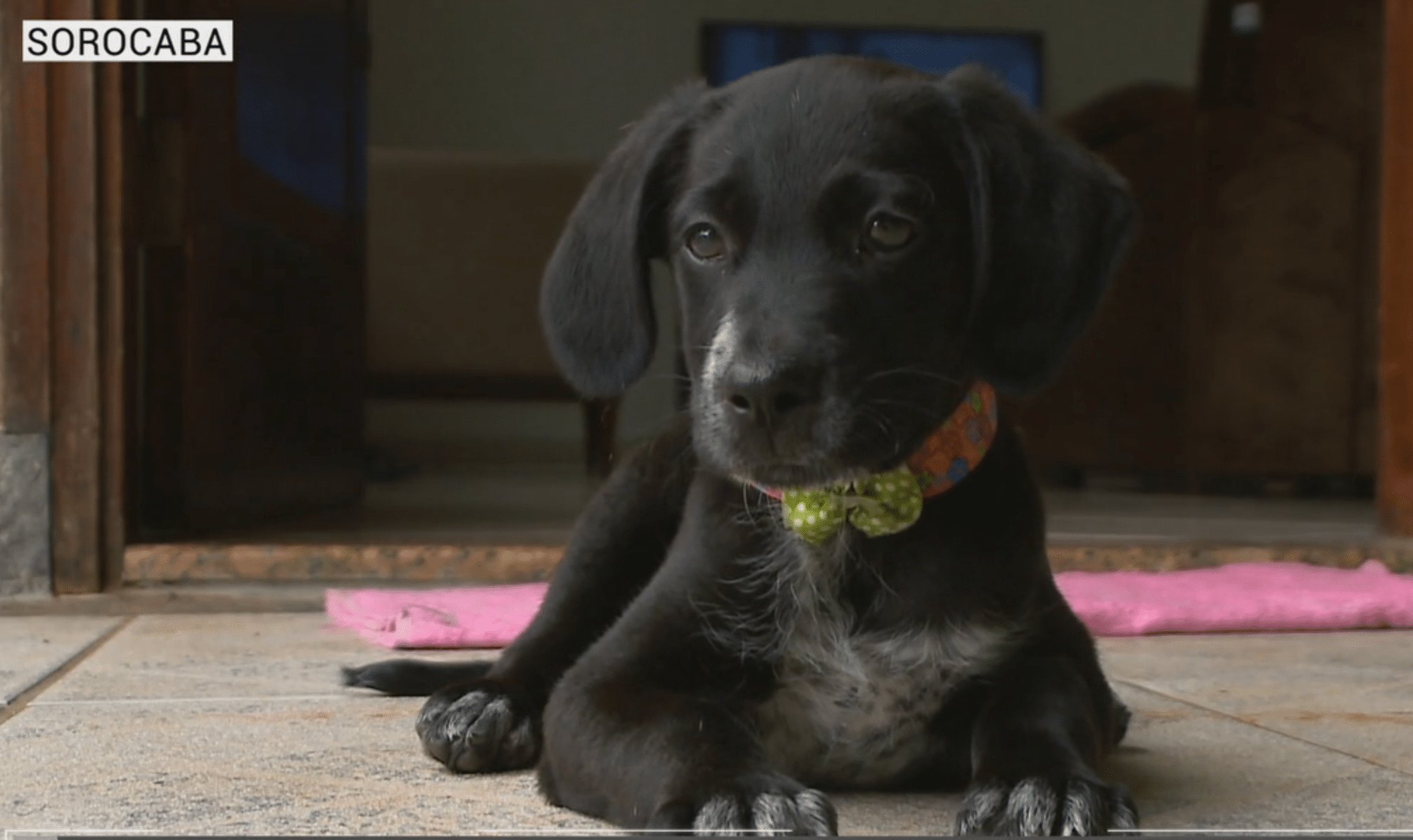 cachorrinha abandonada foi adotada