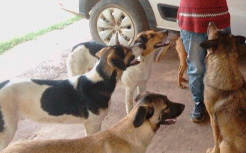 5 cachorros mortos e um muito machucado em Piedade