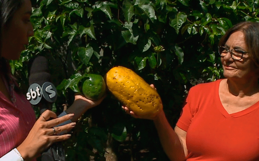 Maracujás gigantes em Araçoiaba da Serra