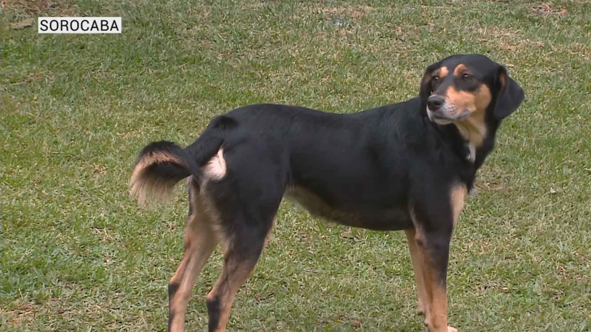 Adoção de pets ajuda a enfrentar a quarentena.