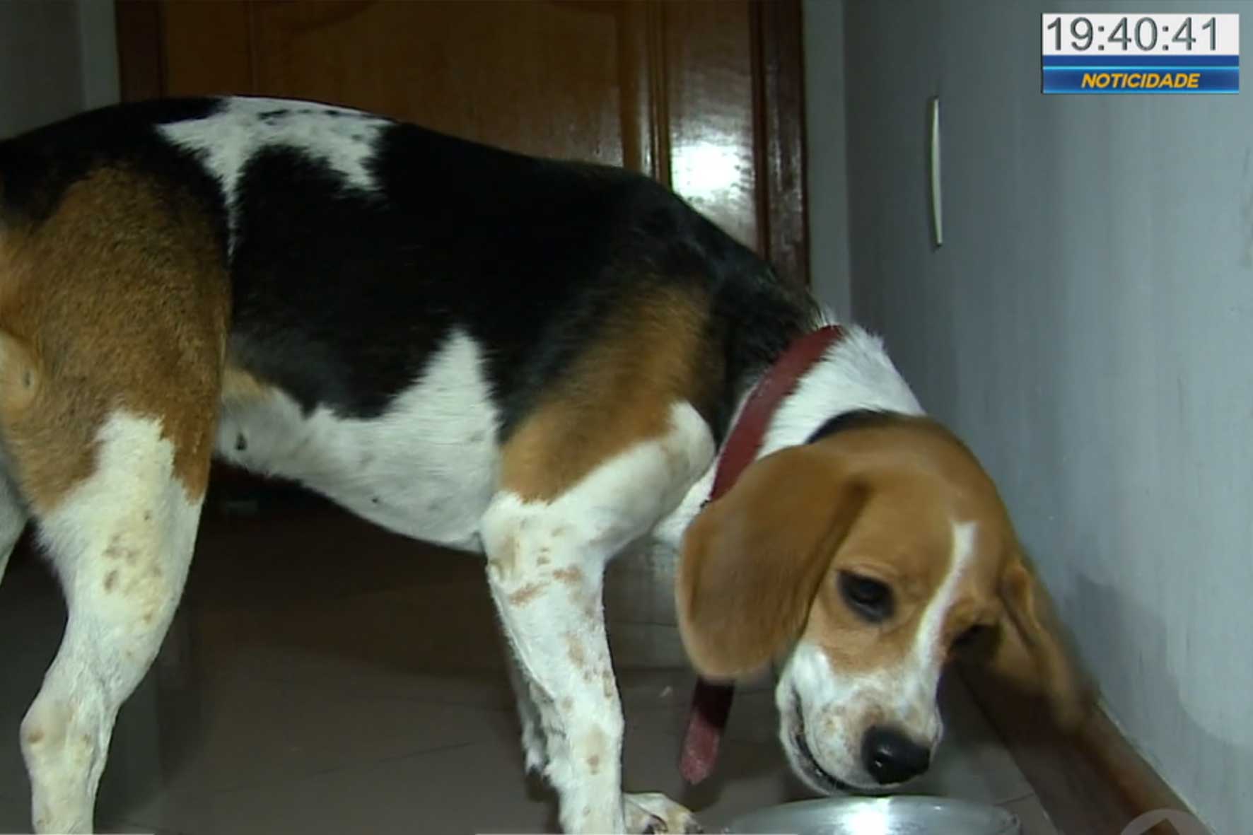 Cuidados com os pets na quarentena.