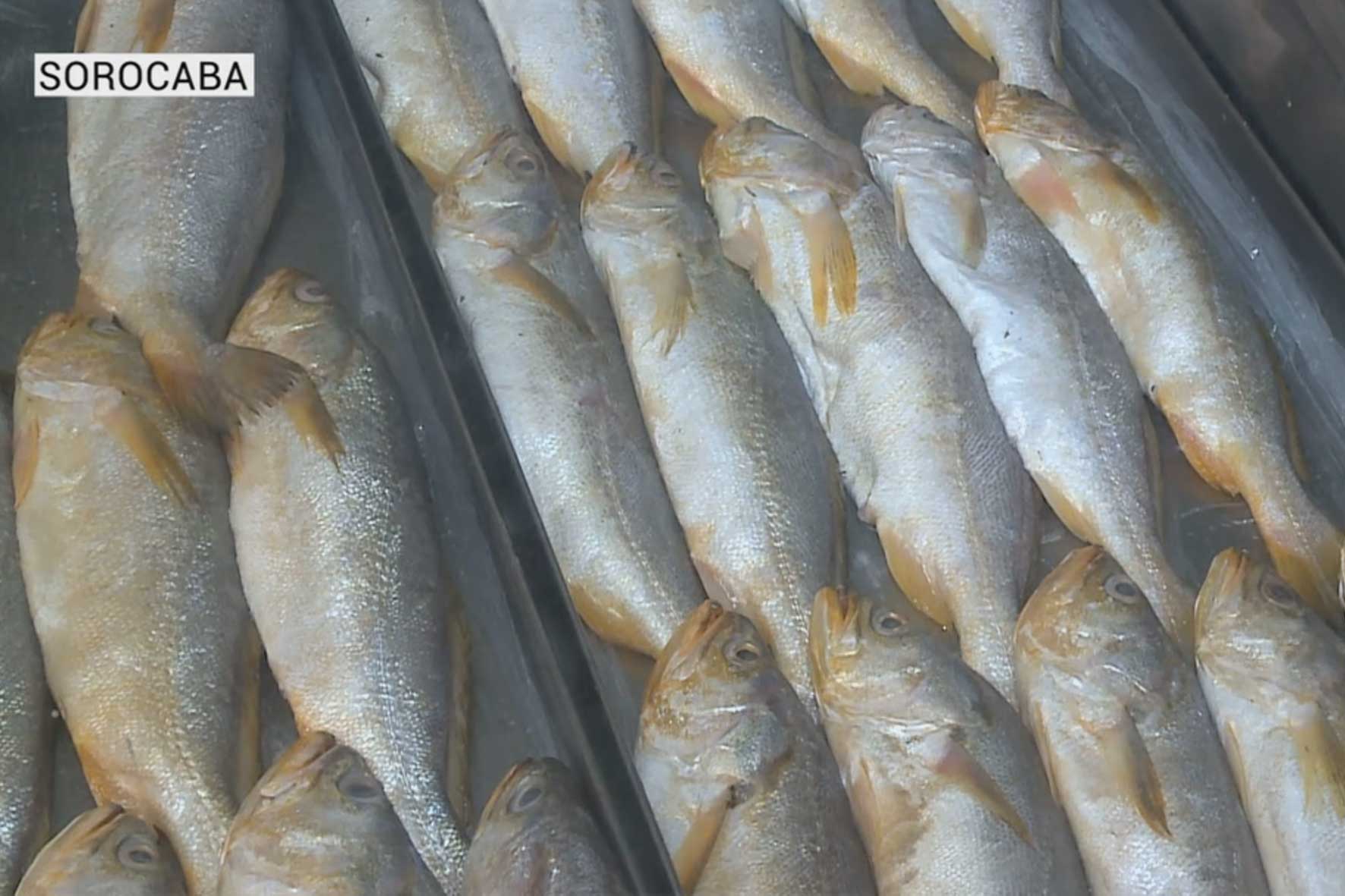 Comércio se adapta para a venda de peixes nesta Páscoa.