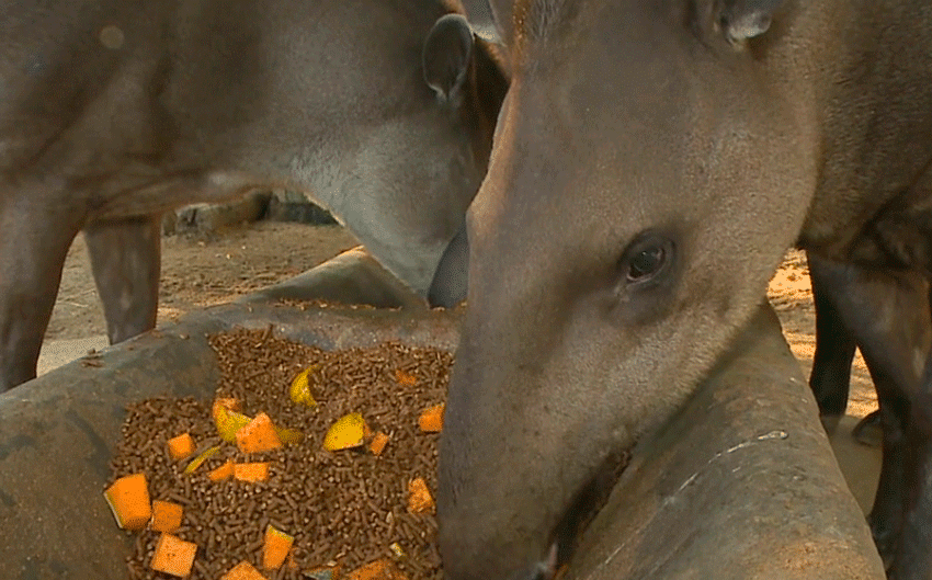 animais zoologico de sorocaba