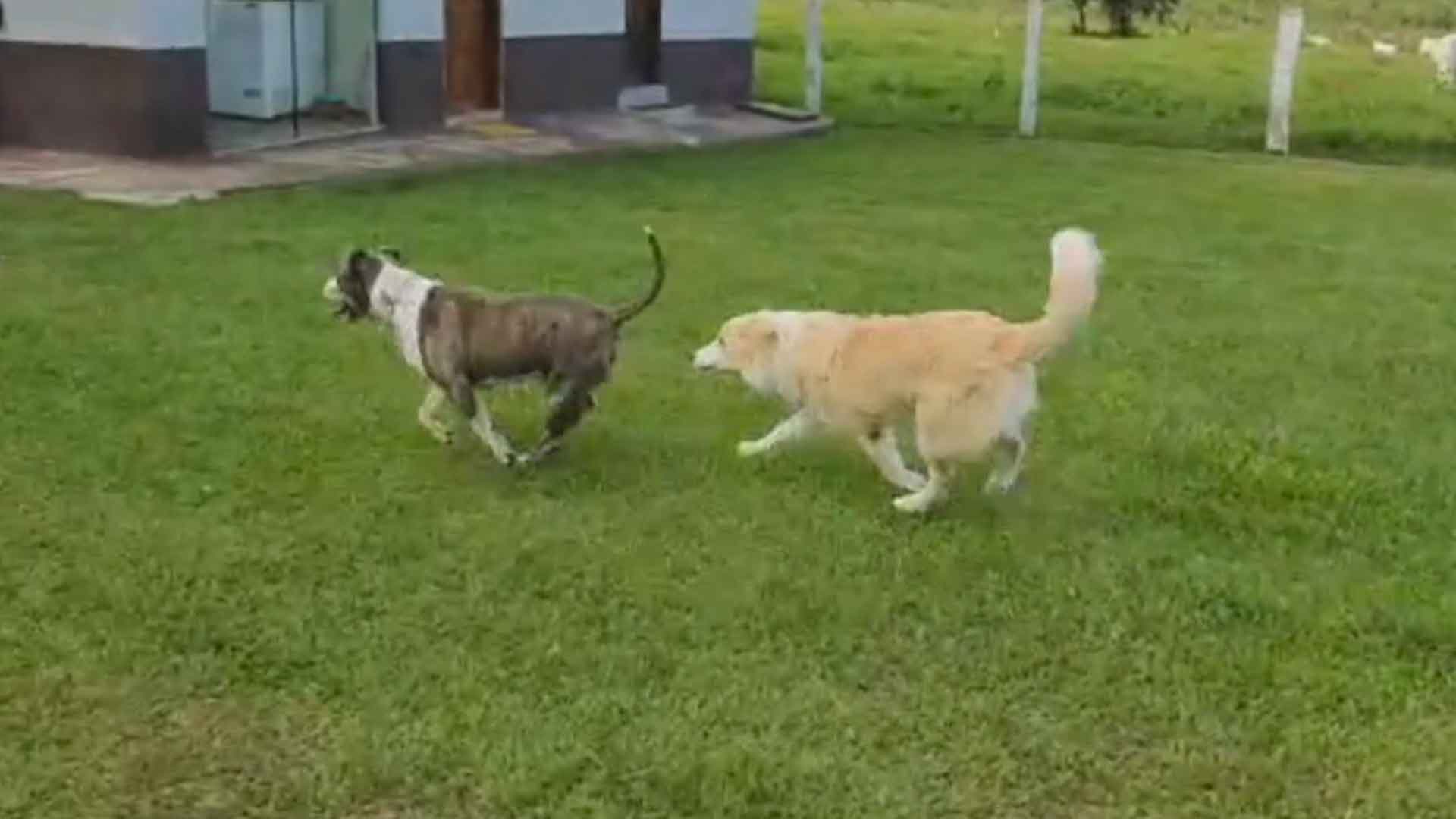 dois-cachorros-correndo