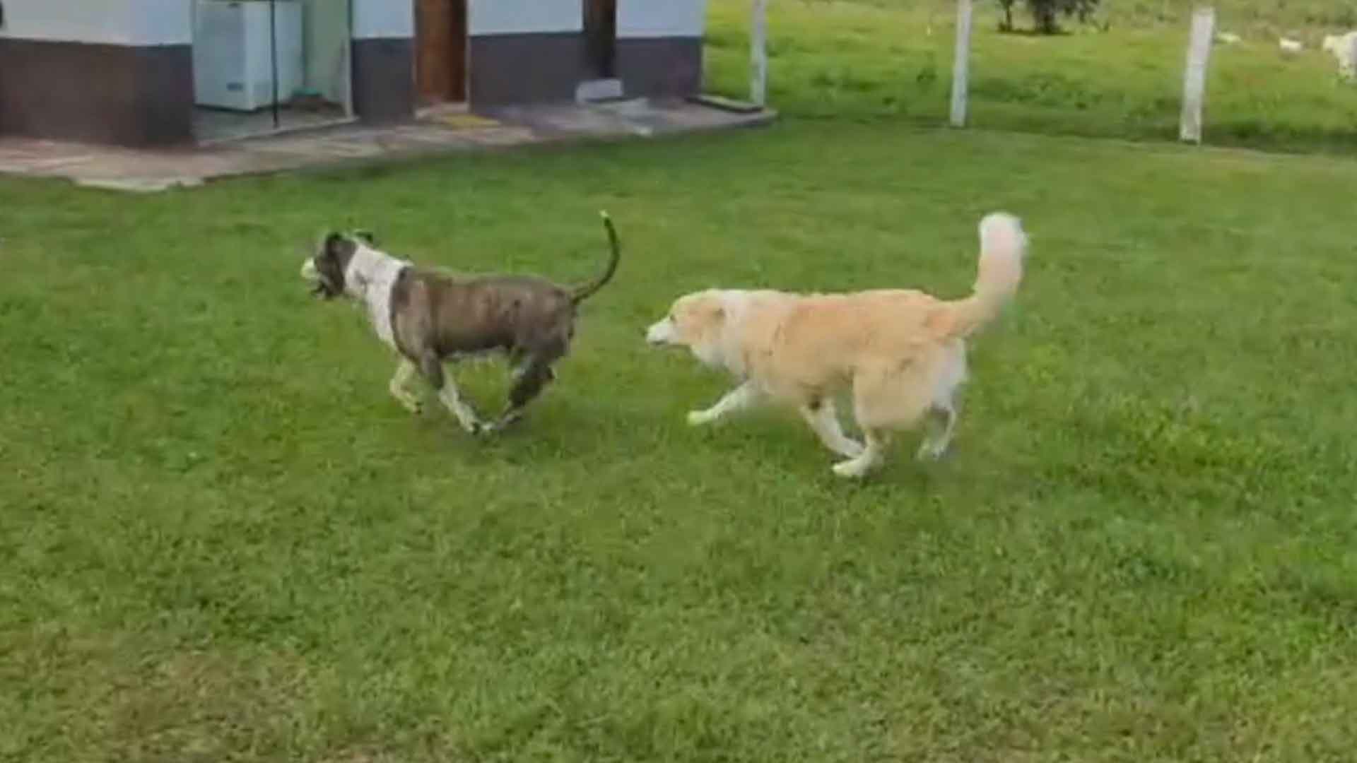 Day care para pets é uma alternativa para manter as atividades físicas durante a quarentena.