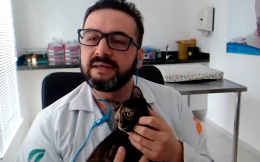 veterinario adelmo com gato