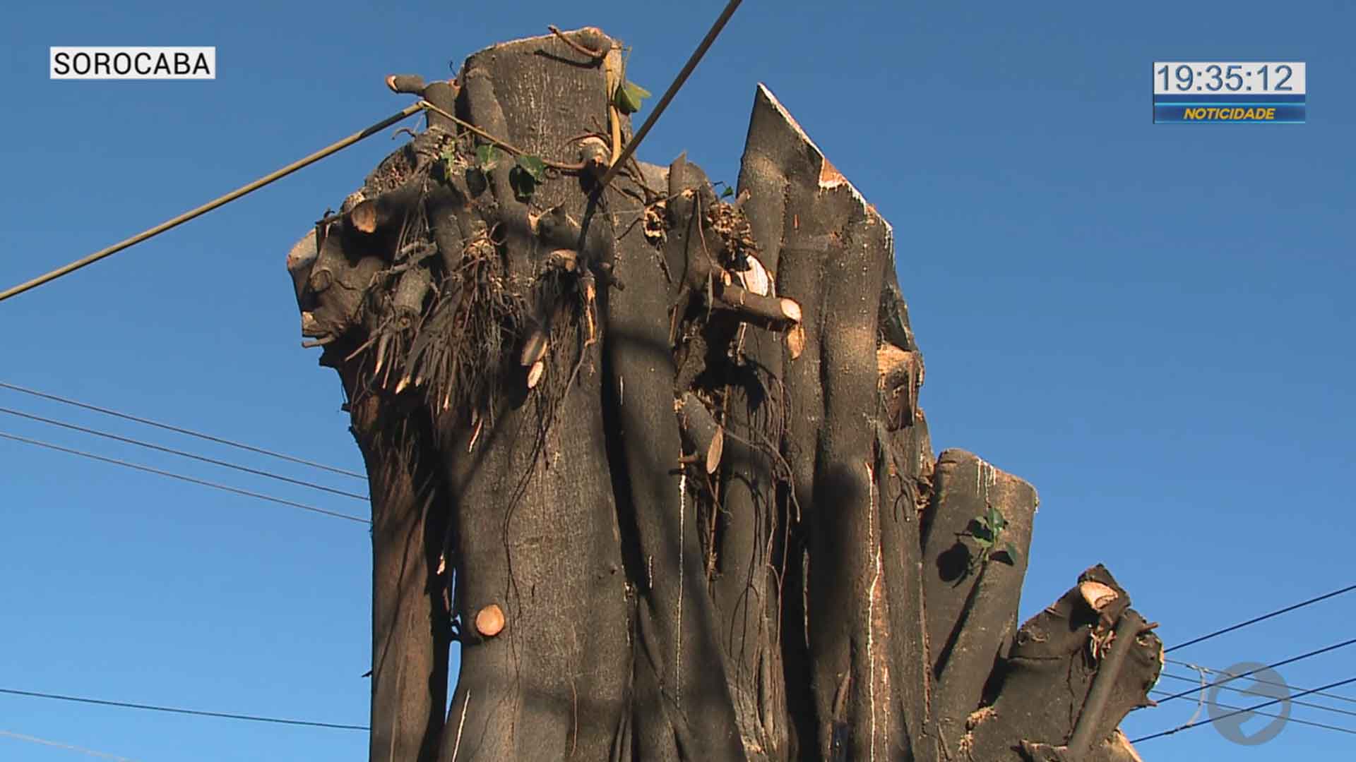 Árvore de 50 anos foi cortada em Sorocaba
