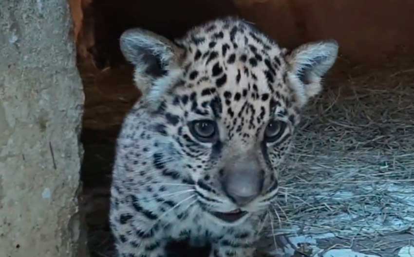6 novos filhotes no Zoo de Sorocaba