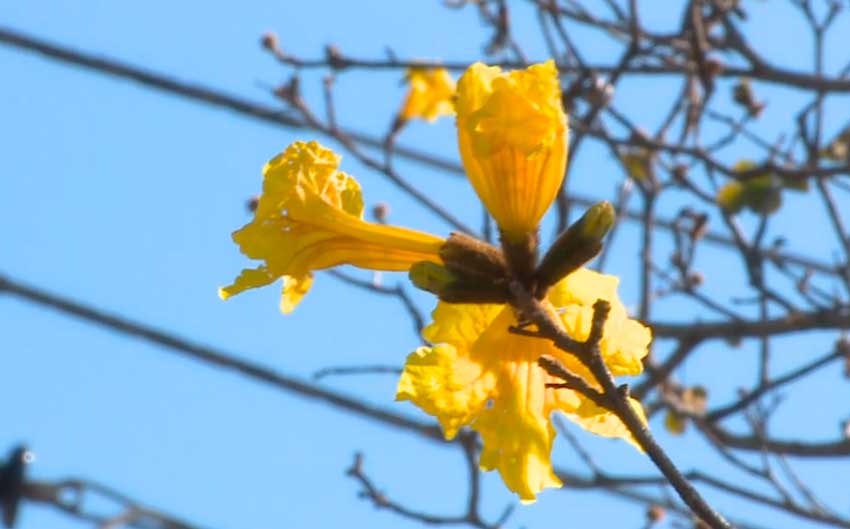 Florada de Ipês colore as ruas de Sorocaba