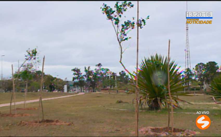 Plantio de árvores em Sorocaba
