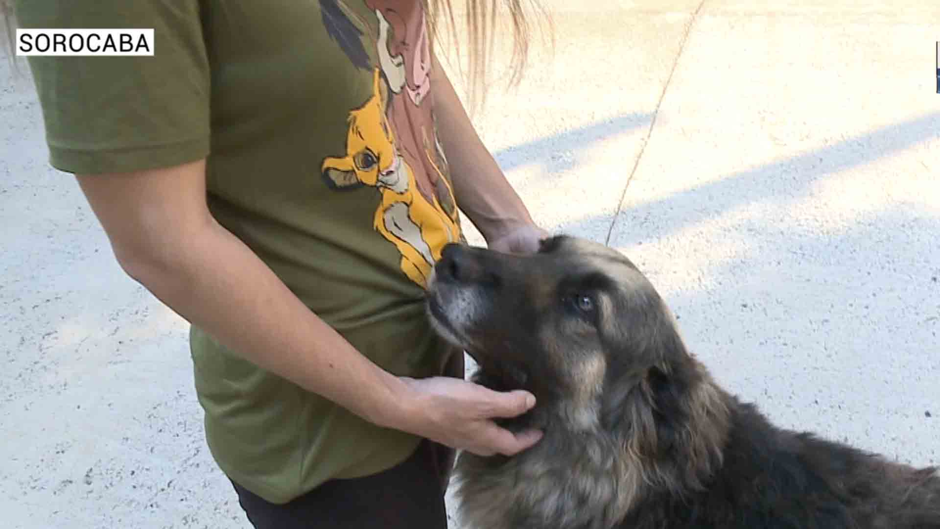 Polícia investiga envenenamento de animais em Sorocaba