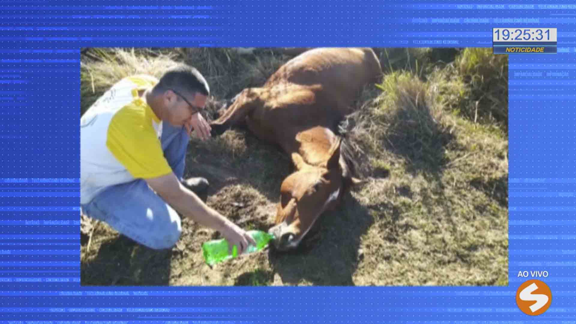 Cavalos são encontrados em situação de maus tratos em Quadra