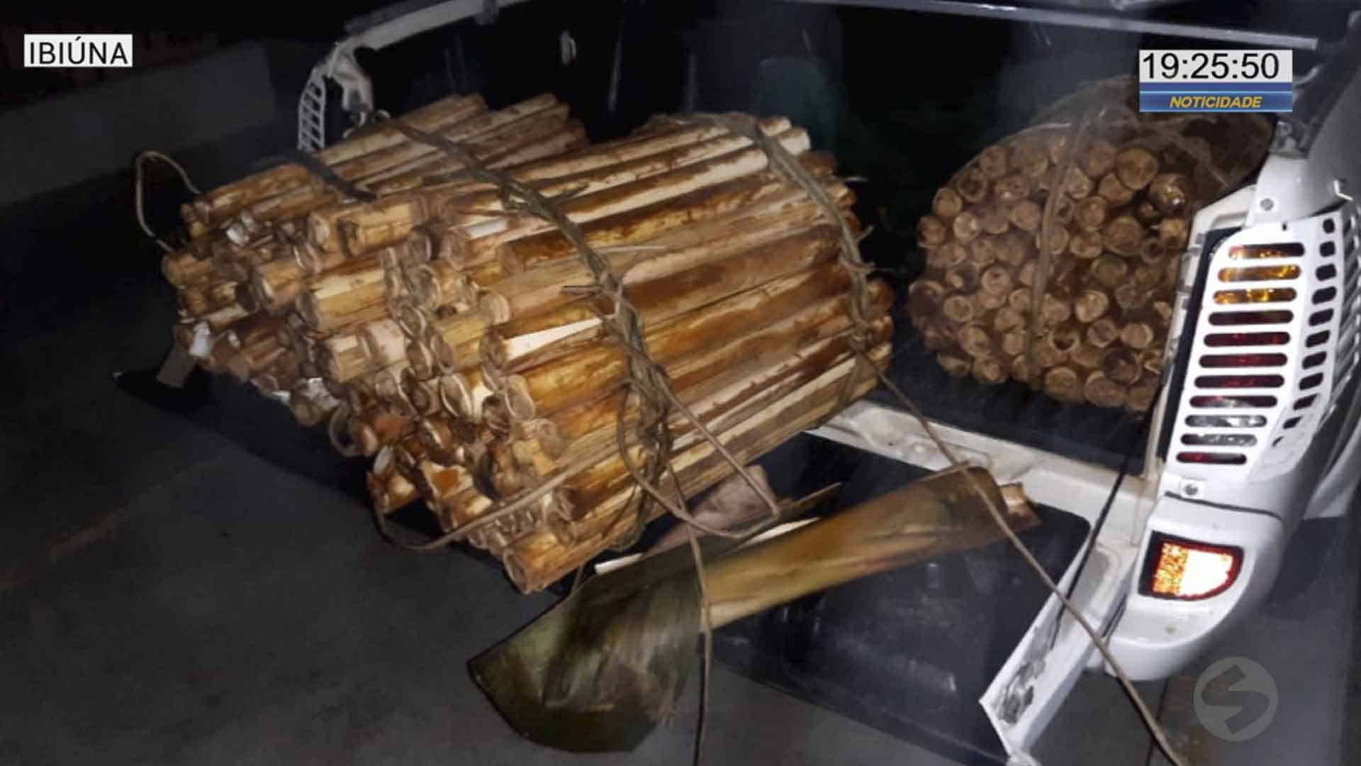 Quatro detidos em Ibiúna por extração ilegal de palmito
