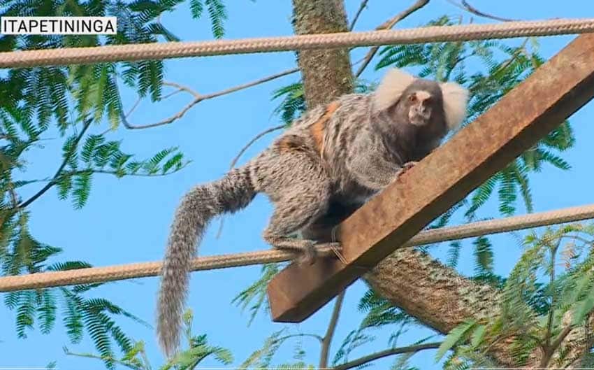 Passarela exclusiva para saguis em Itapetininga