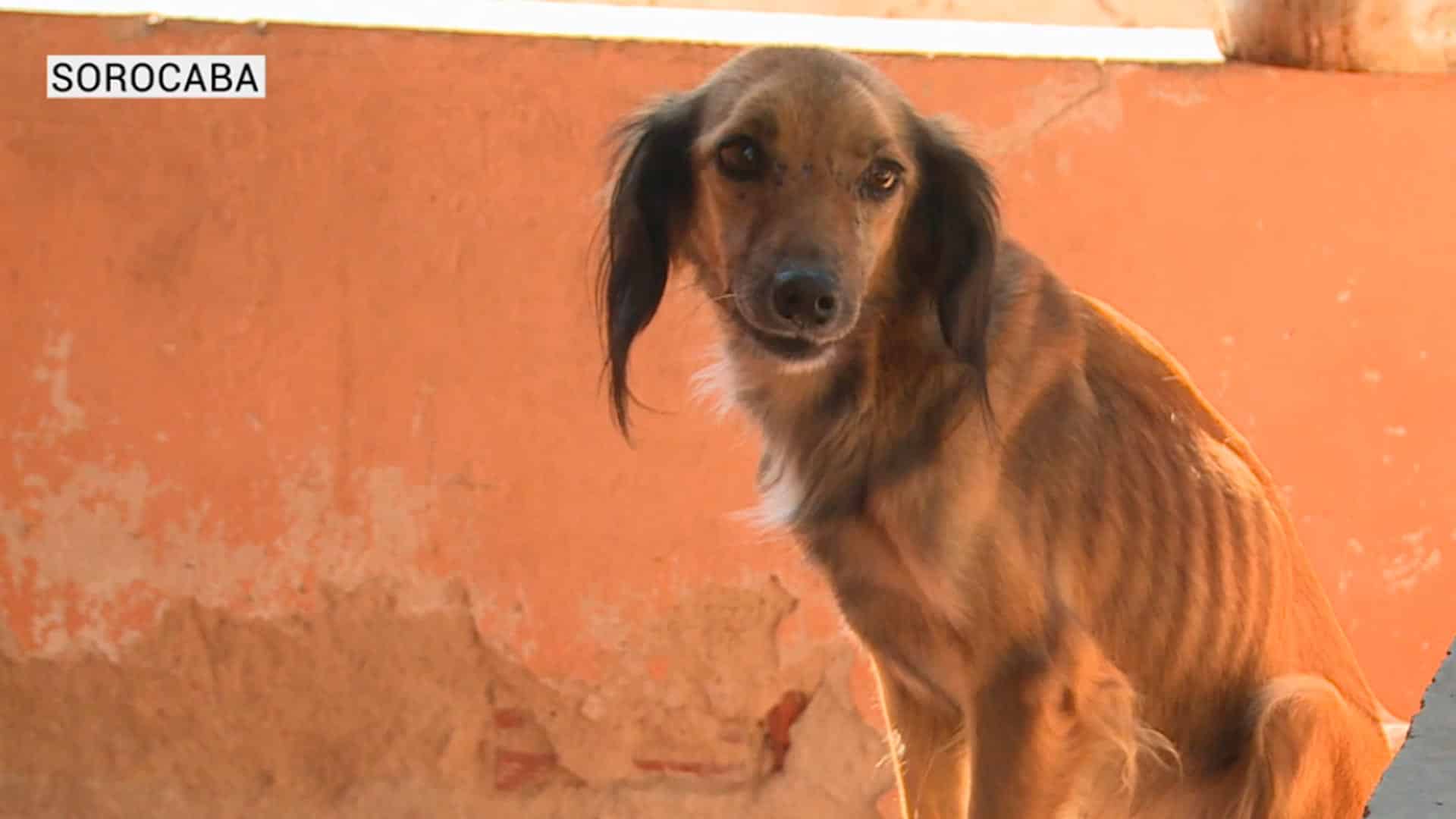 Lei endurece pena contra maus tratos a animais