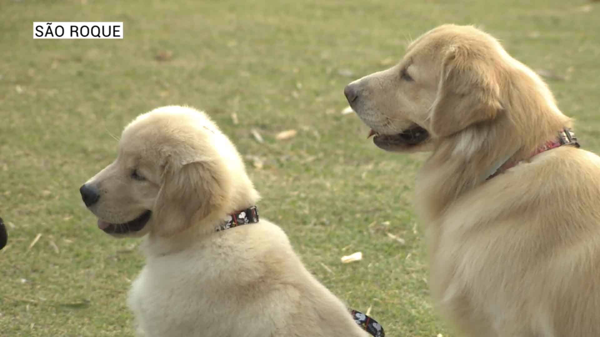 cachorros golden