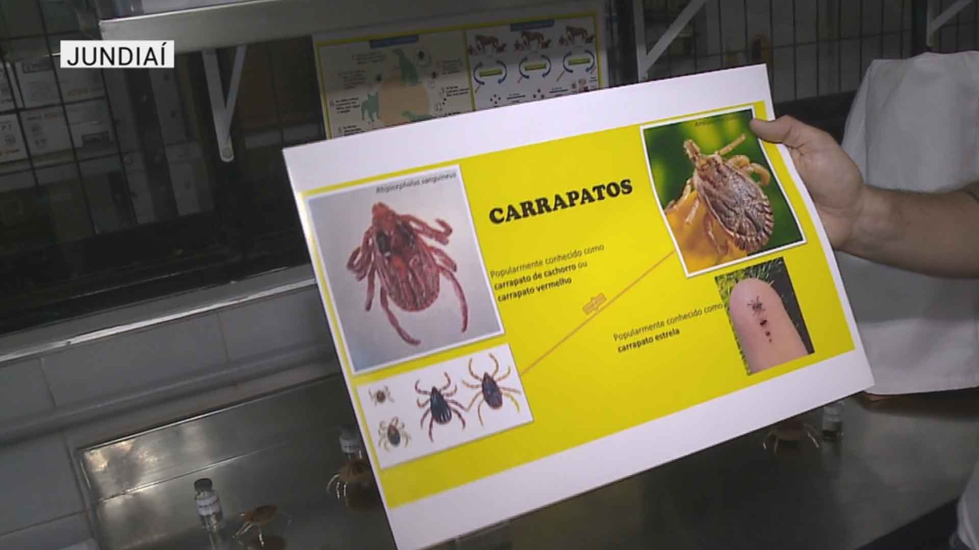Uma pessoa morre vítima de febre maculosa em Jundiaí