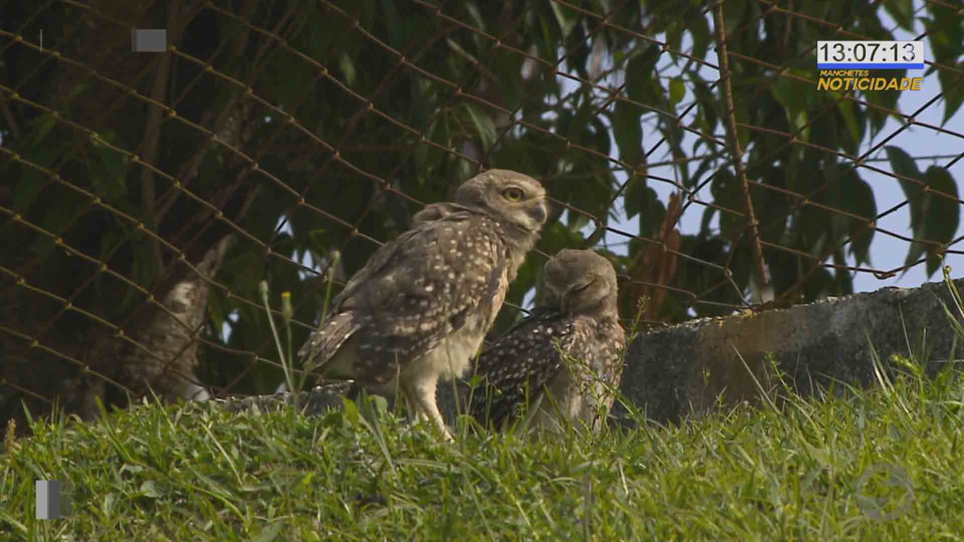 Família de corujas aumenta em Mairinque