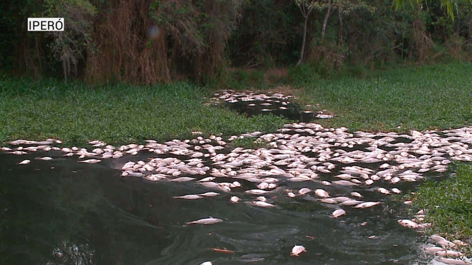 peixes mortos no rio