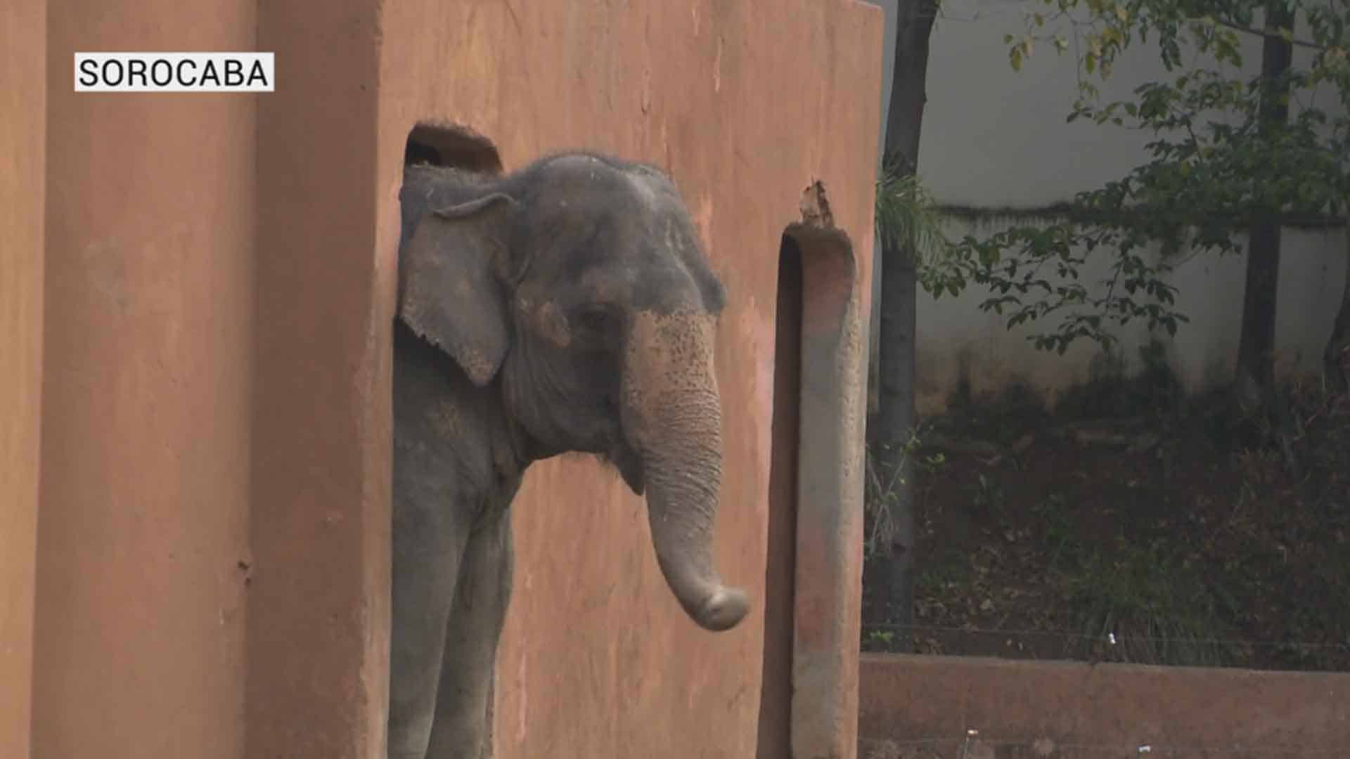 Elefanta Haisa foi enterrada em Sorocaba