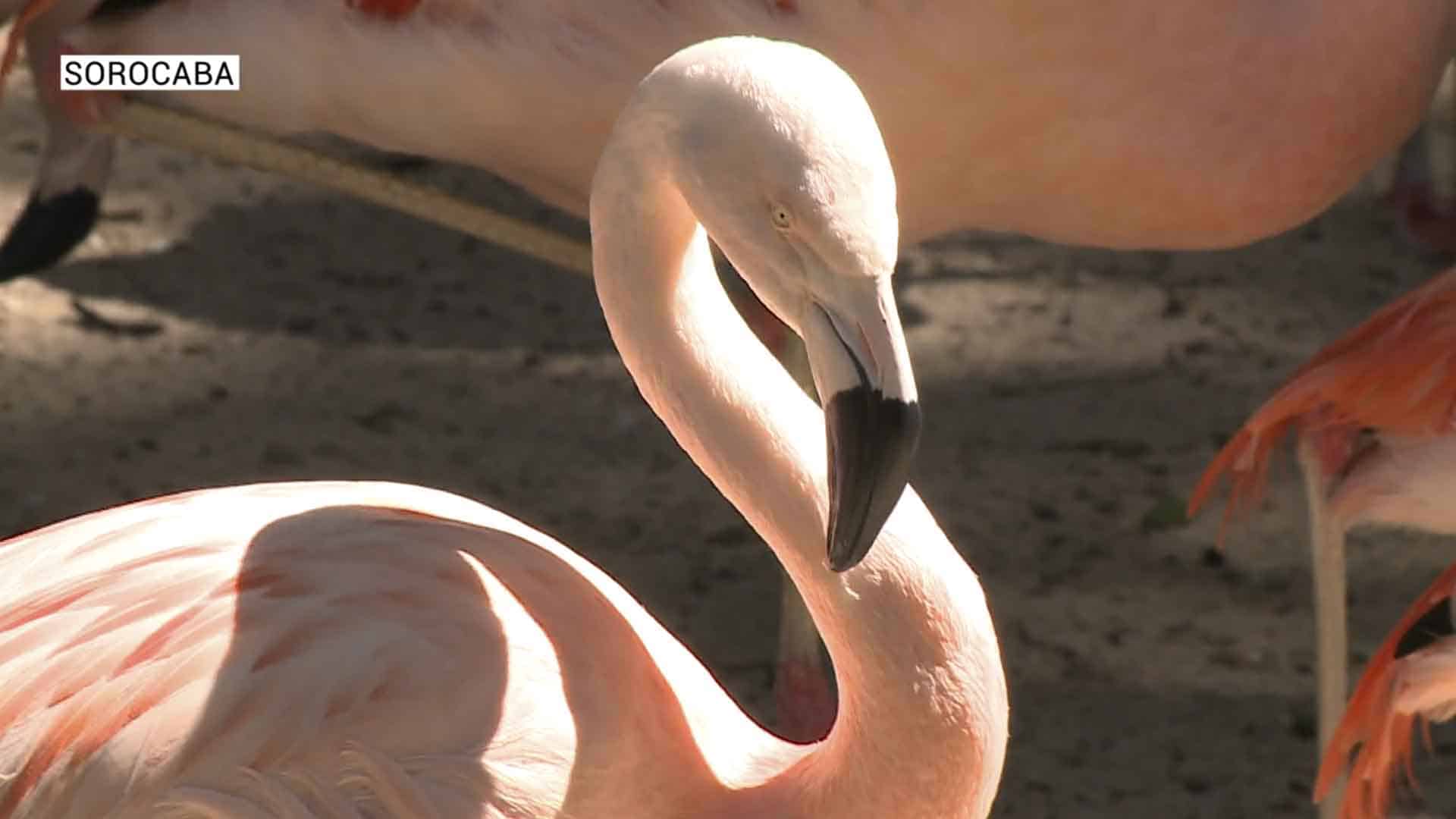 flamingo