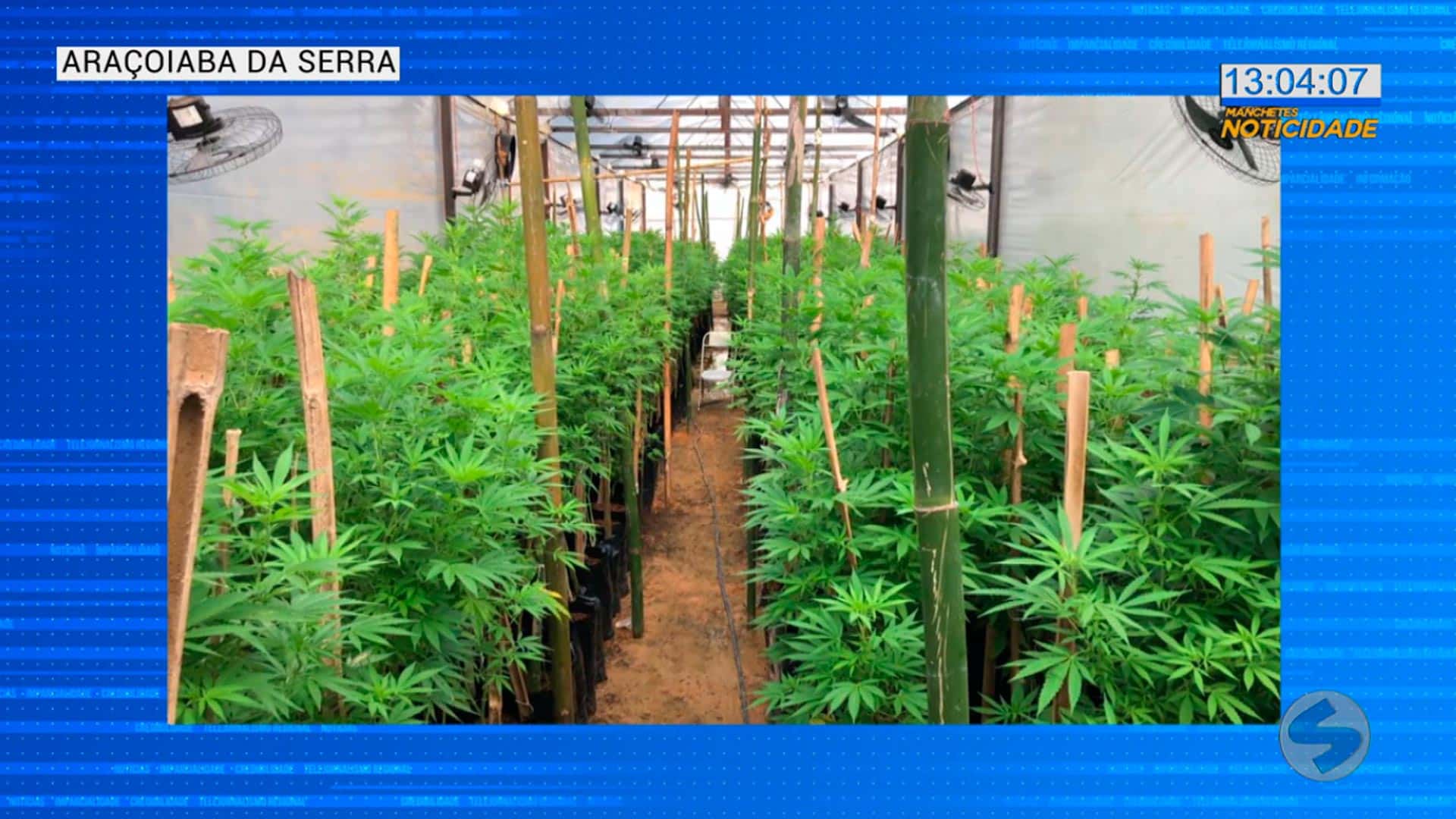 Polícia apreende cerca de 5 mil pés de maconha em Araçoiaba da Serra