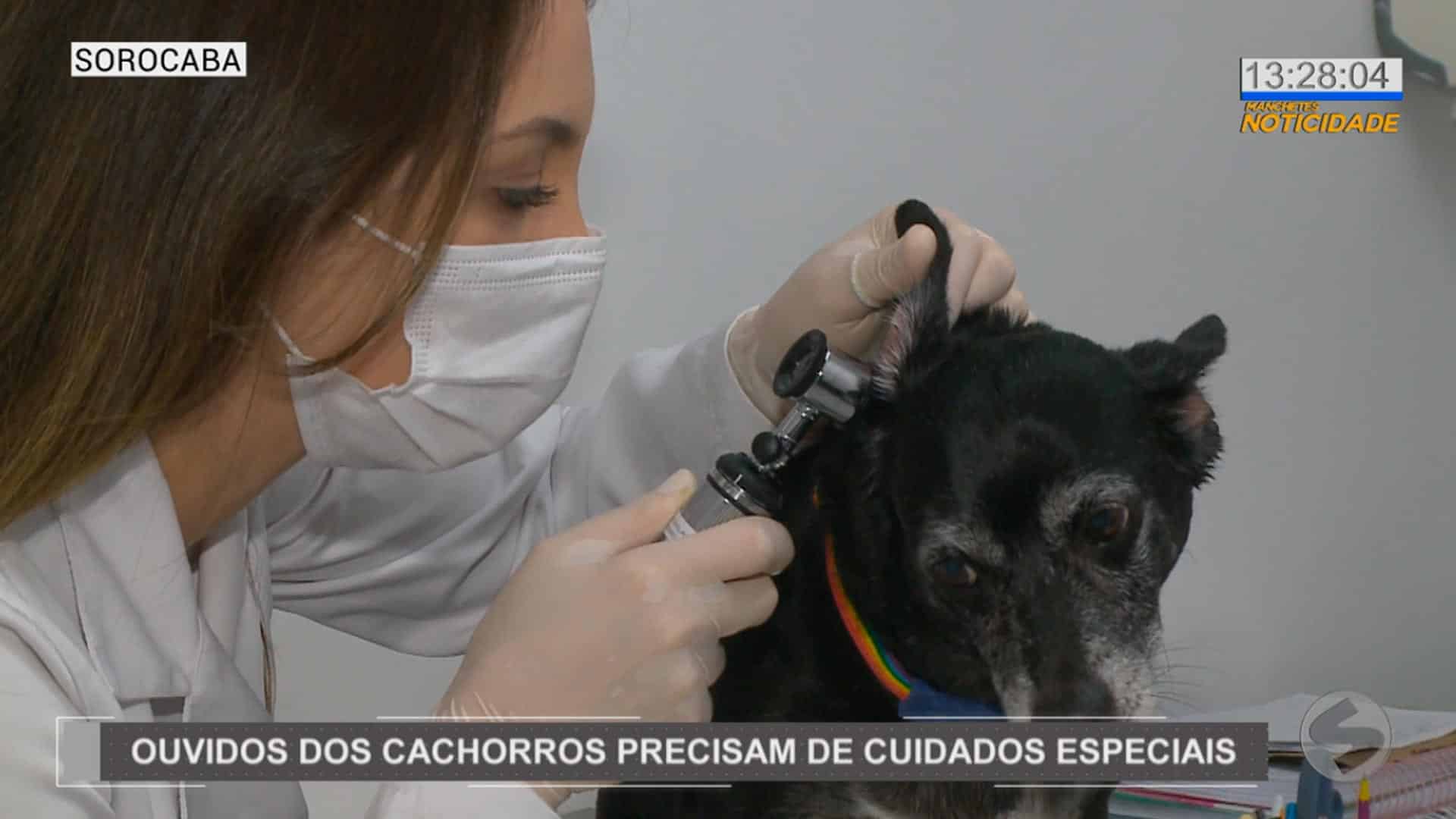 Ouvidos dos pets precisam de cuidados especiais