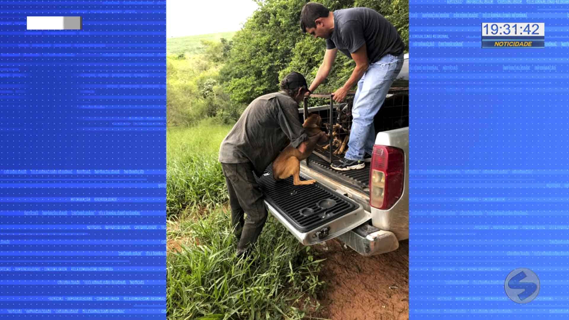 Cachorros são resgatados com sinais de maus-tratos em Itapeva