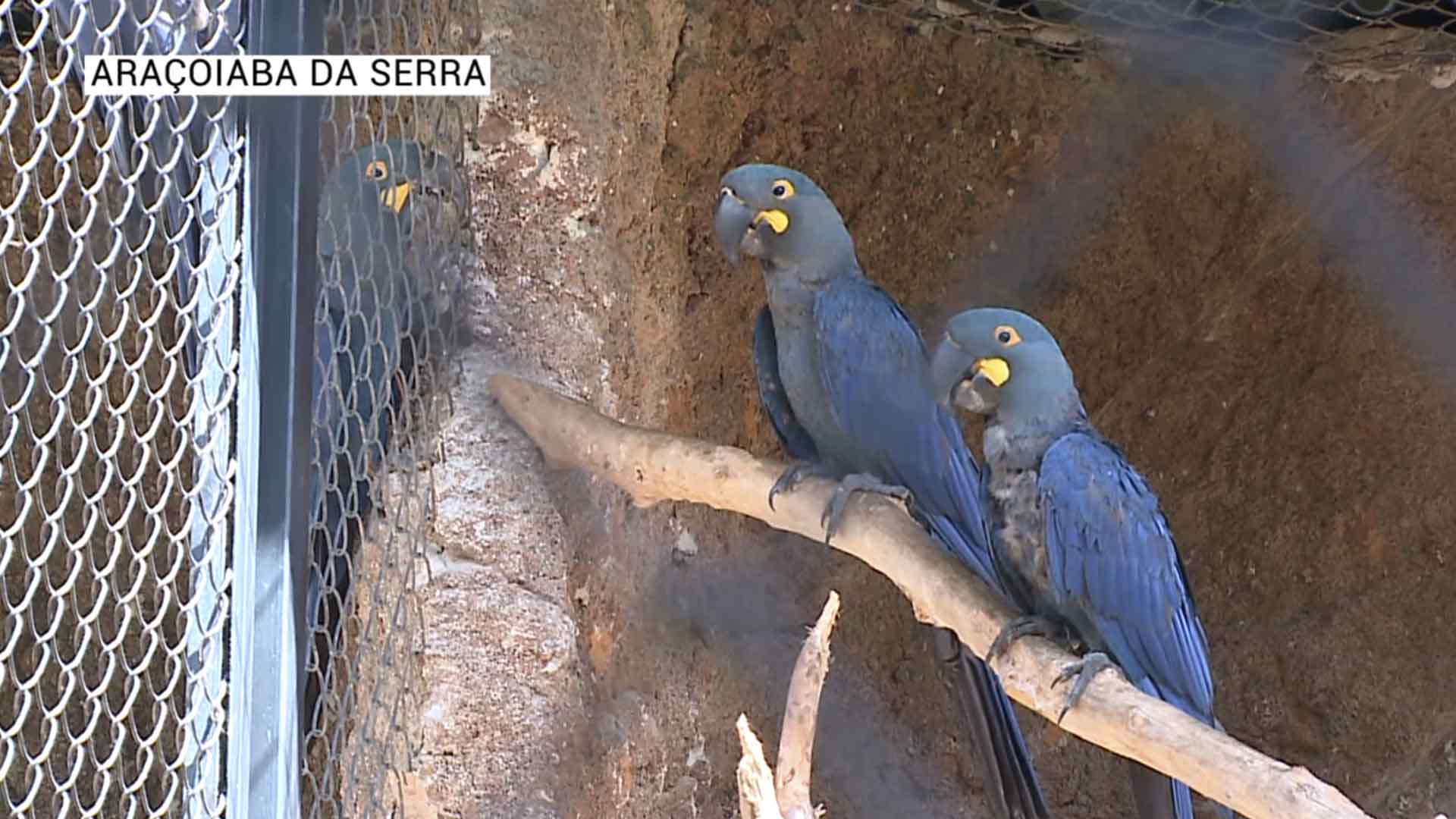 Filhotes de arara azul nascem em Araçoiaba da Serra