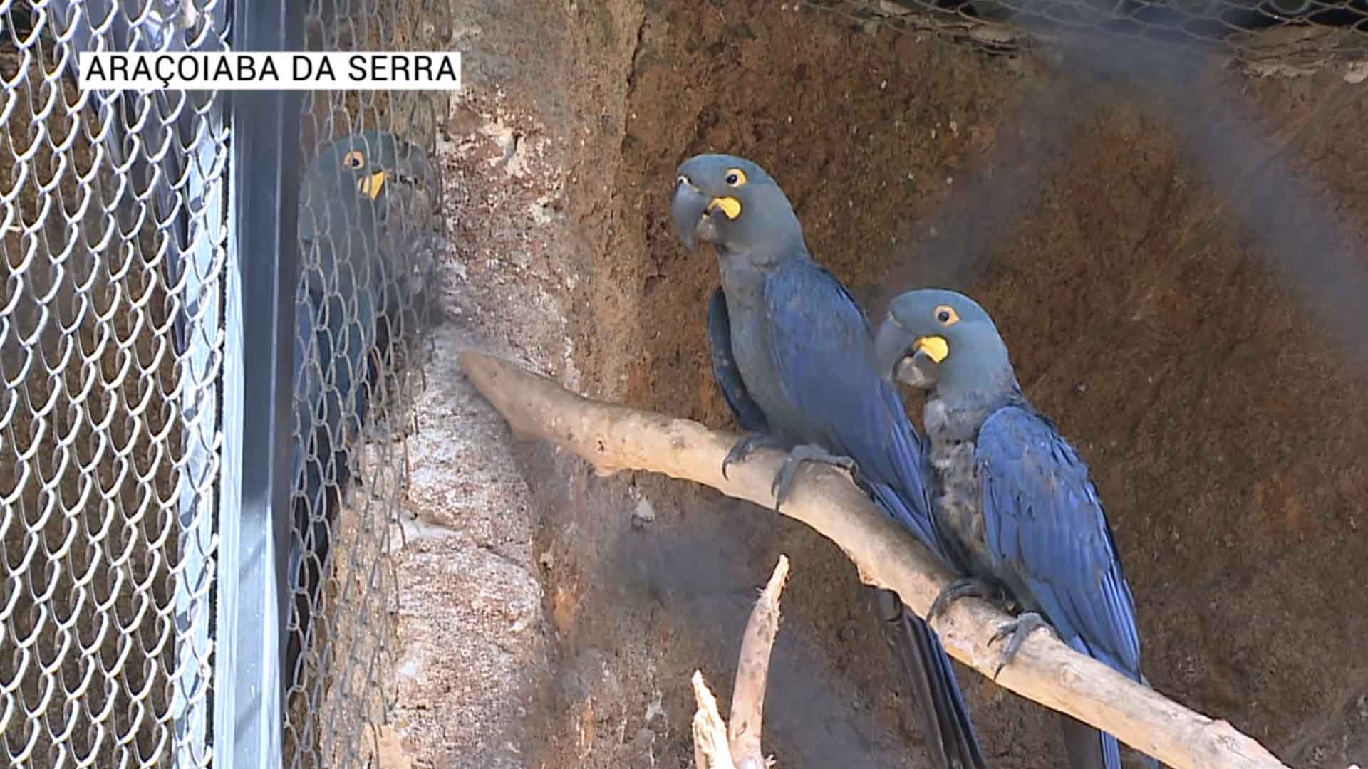 arara azul