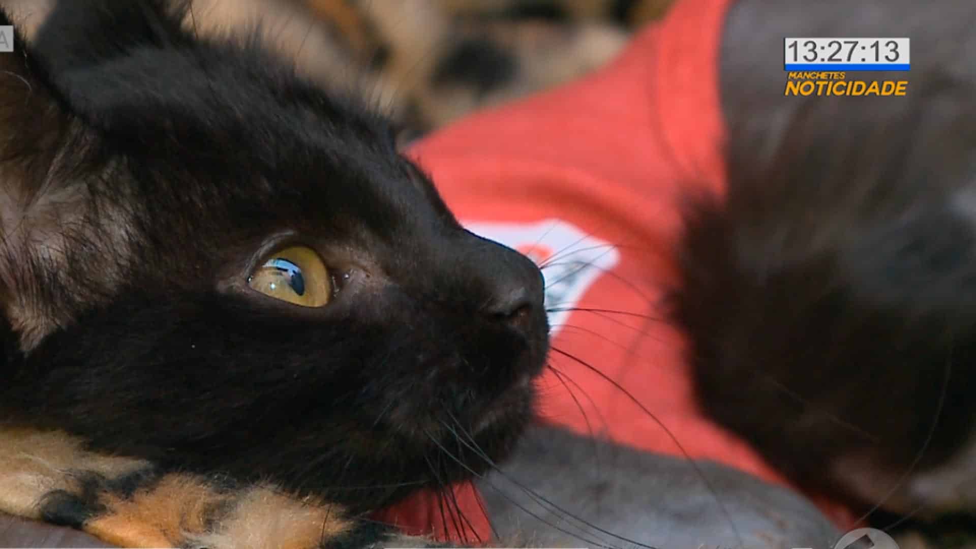 Gato tem patas decepadas com facão e passa por cirurgia