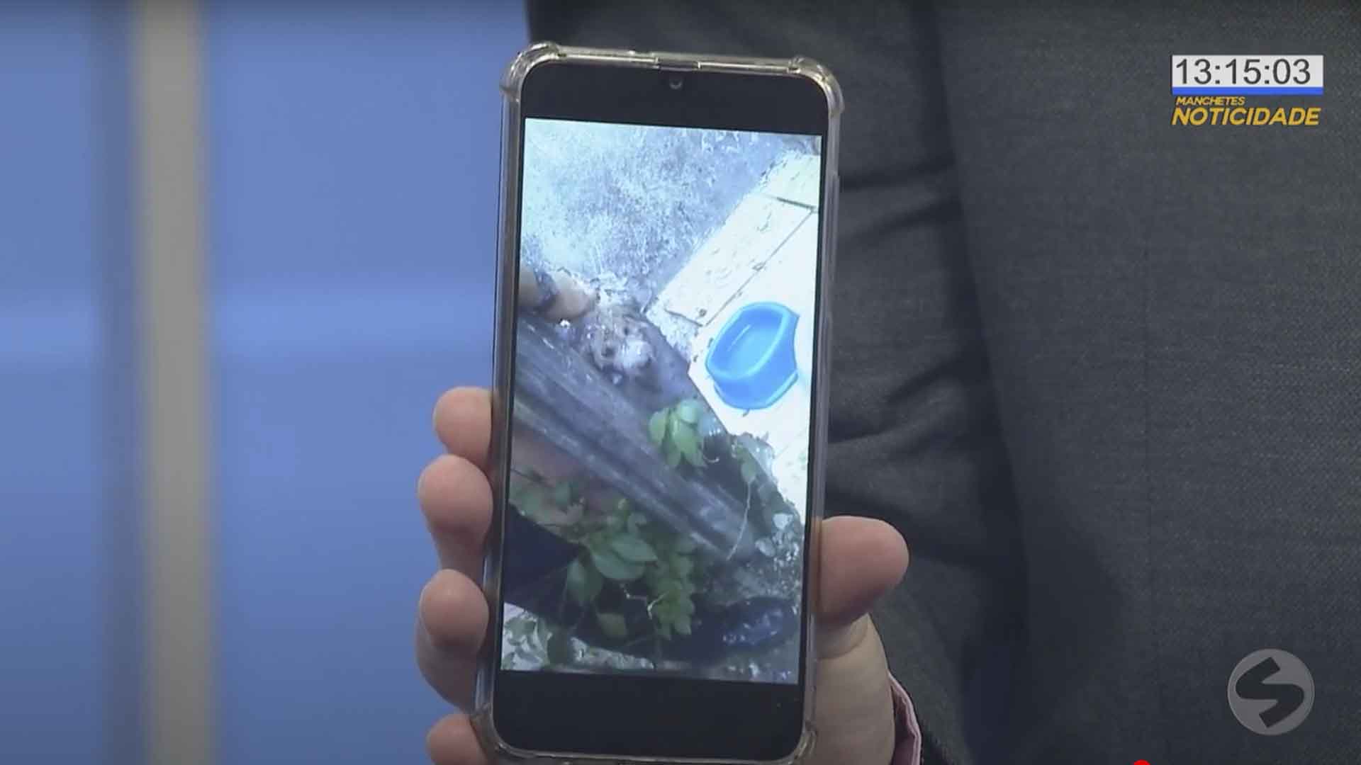 Cachorro fica com pescoço preso em cano