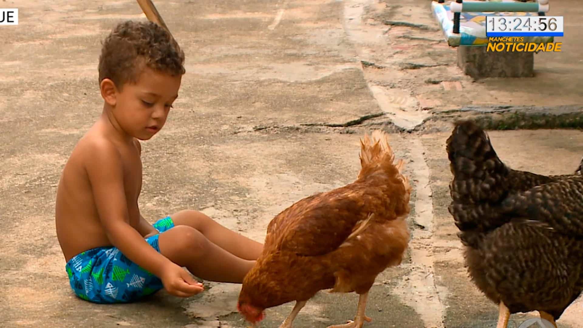 Menino de dois anos tem galinha de estimação