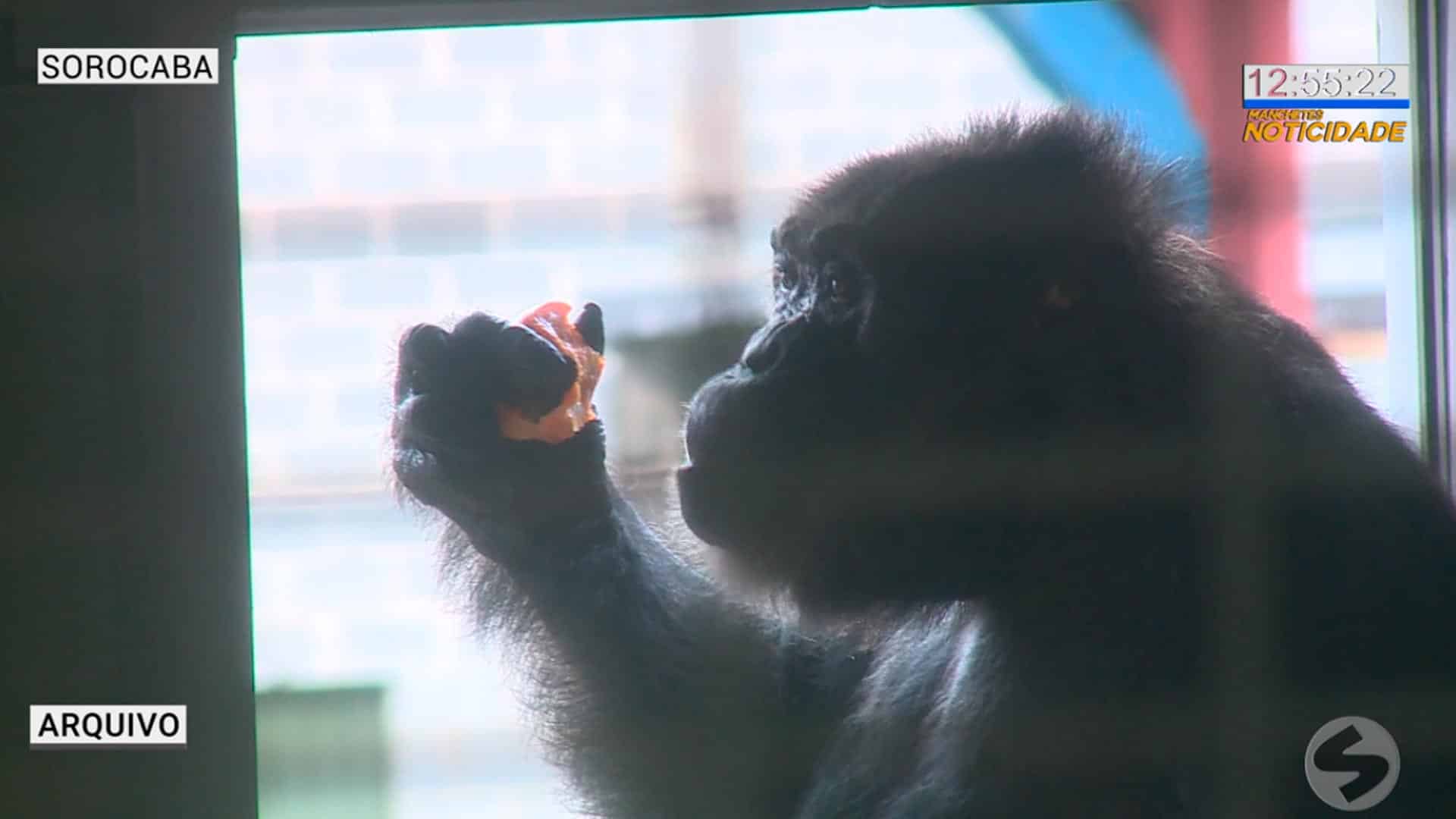Chimpanzé Black morre no Santuário dos Primatas