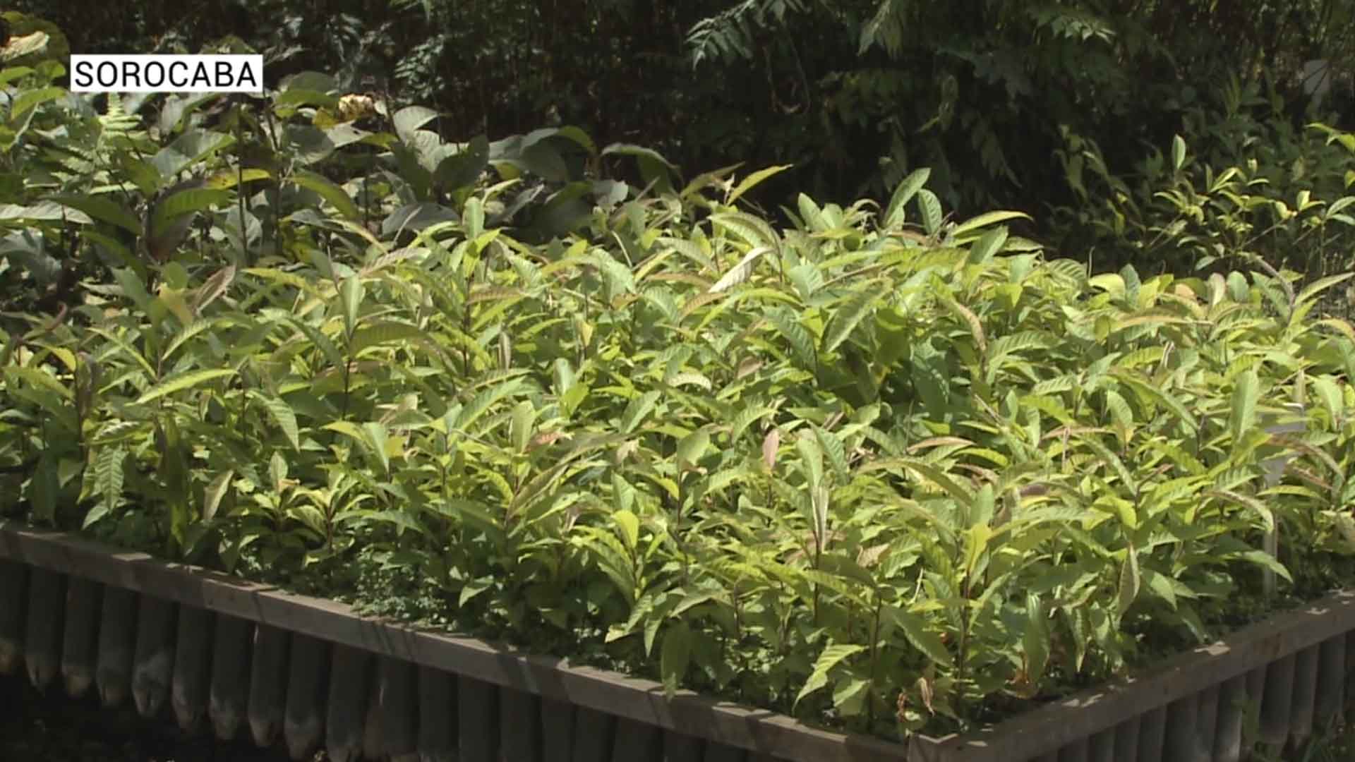 Contato com a natureza durante a pandemia