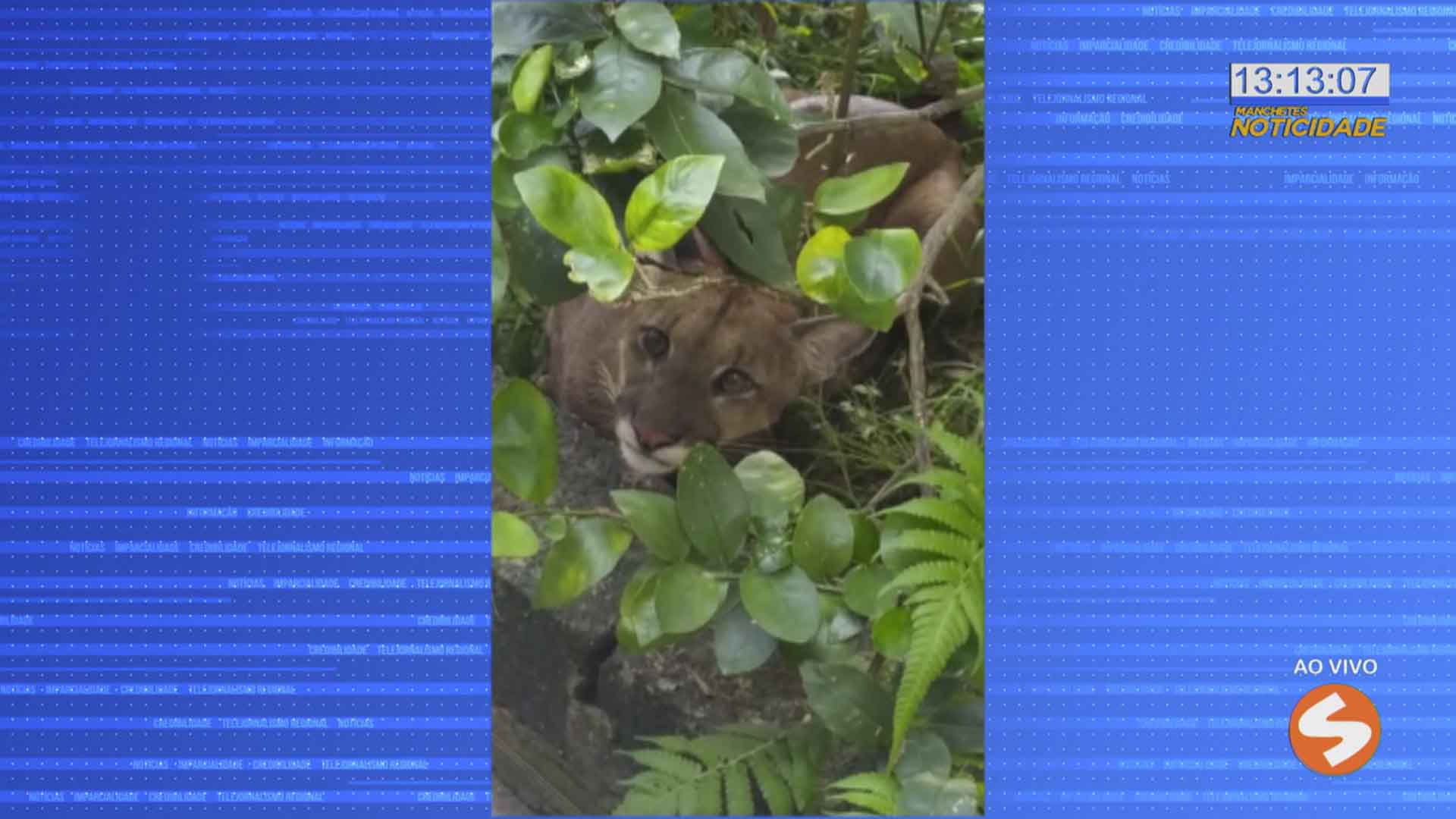 Onça parda invade residência em Campo Limpo Paulista