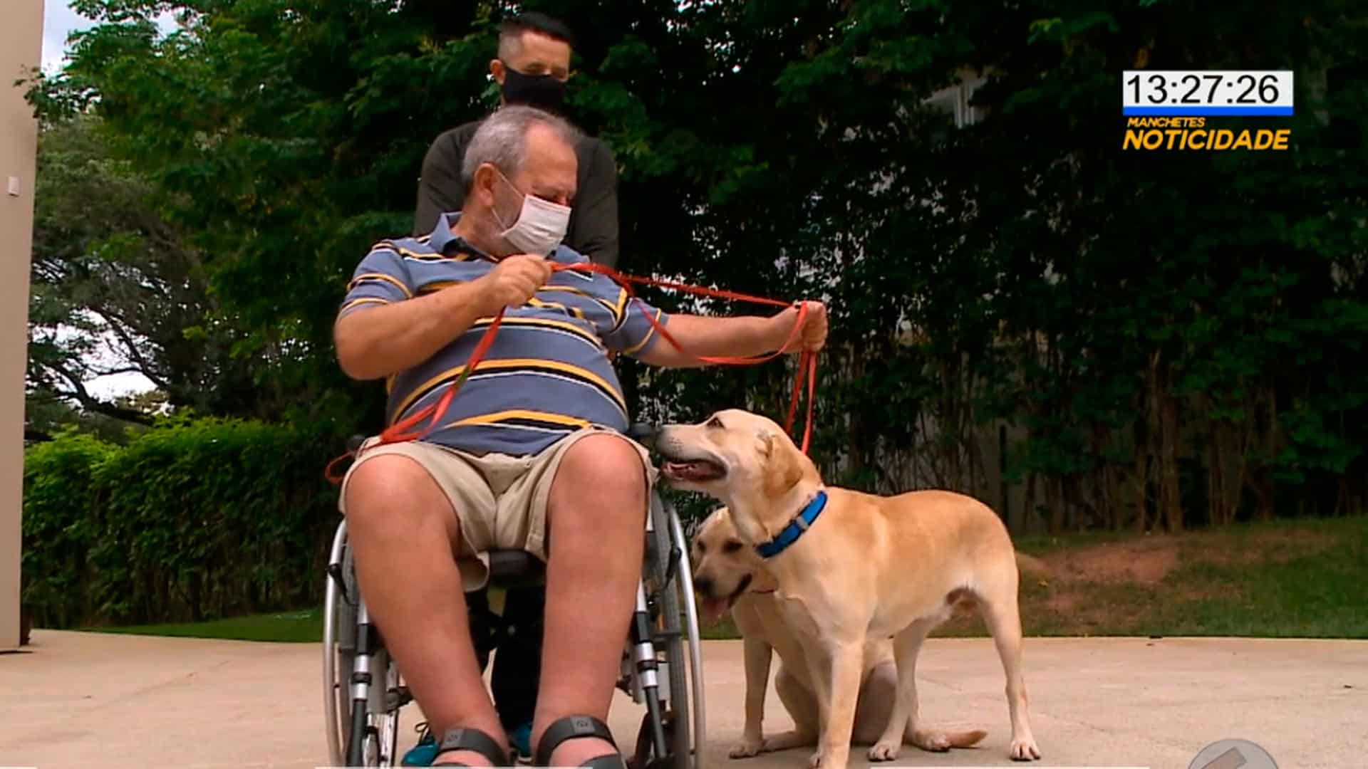 Cães treinados para acompanhamento de tutor em cadeiras de roda