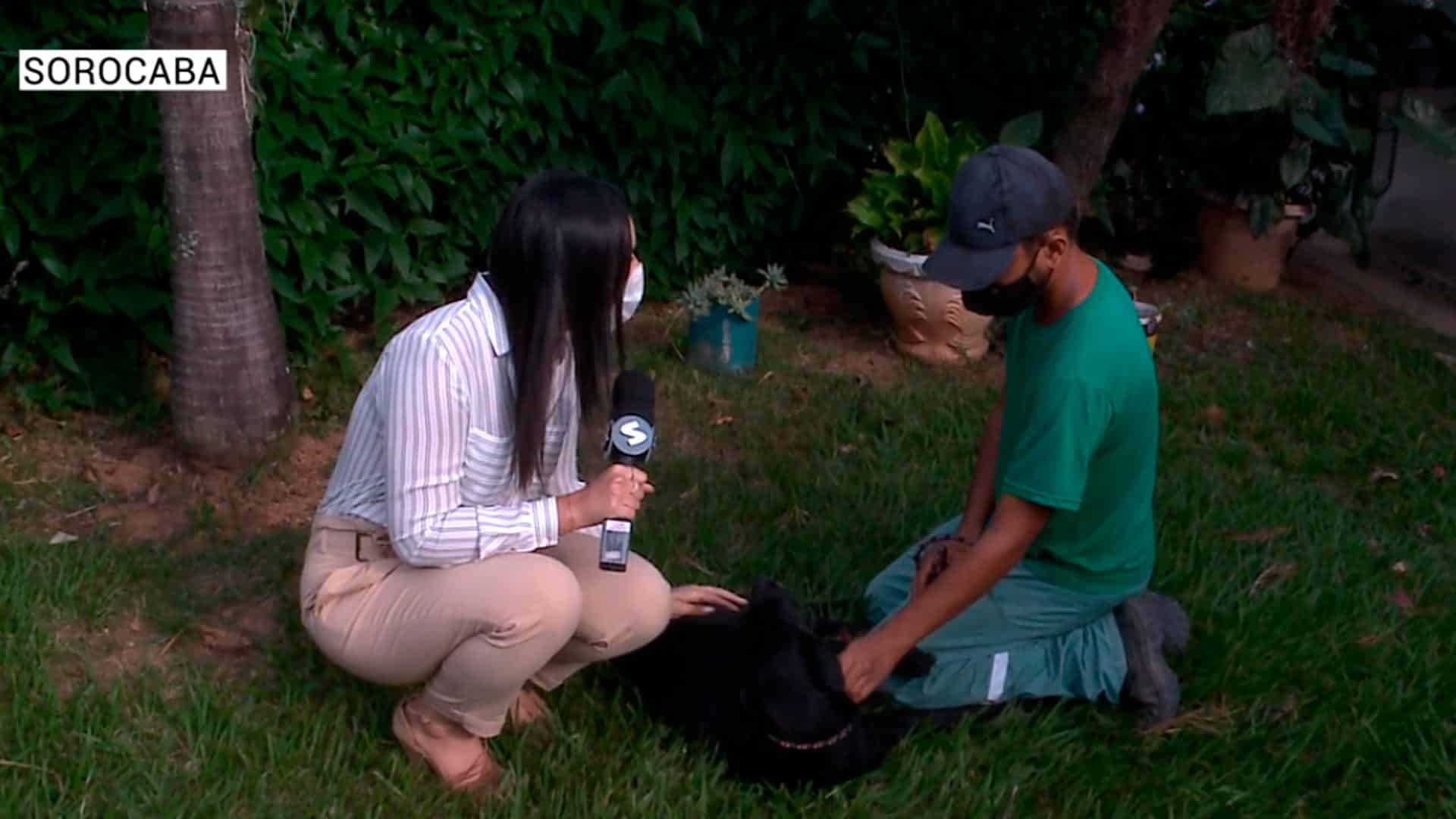 Abril Laranja: Mês de proteção animal