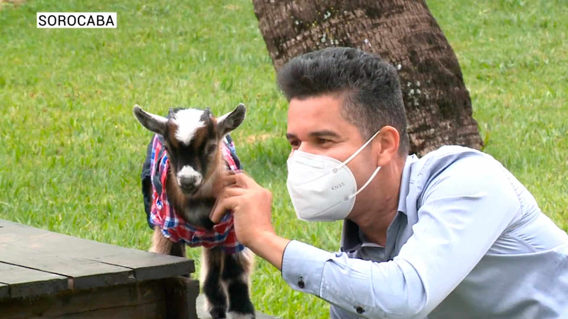 Cabrito vira animal de estimação em Sorocaba