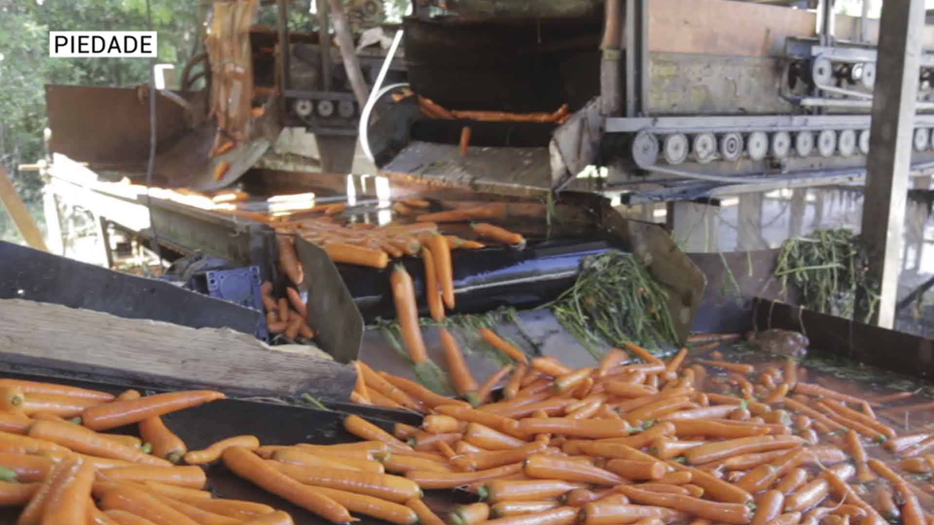 Campanha arrecada legumes e verduras em Piedade