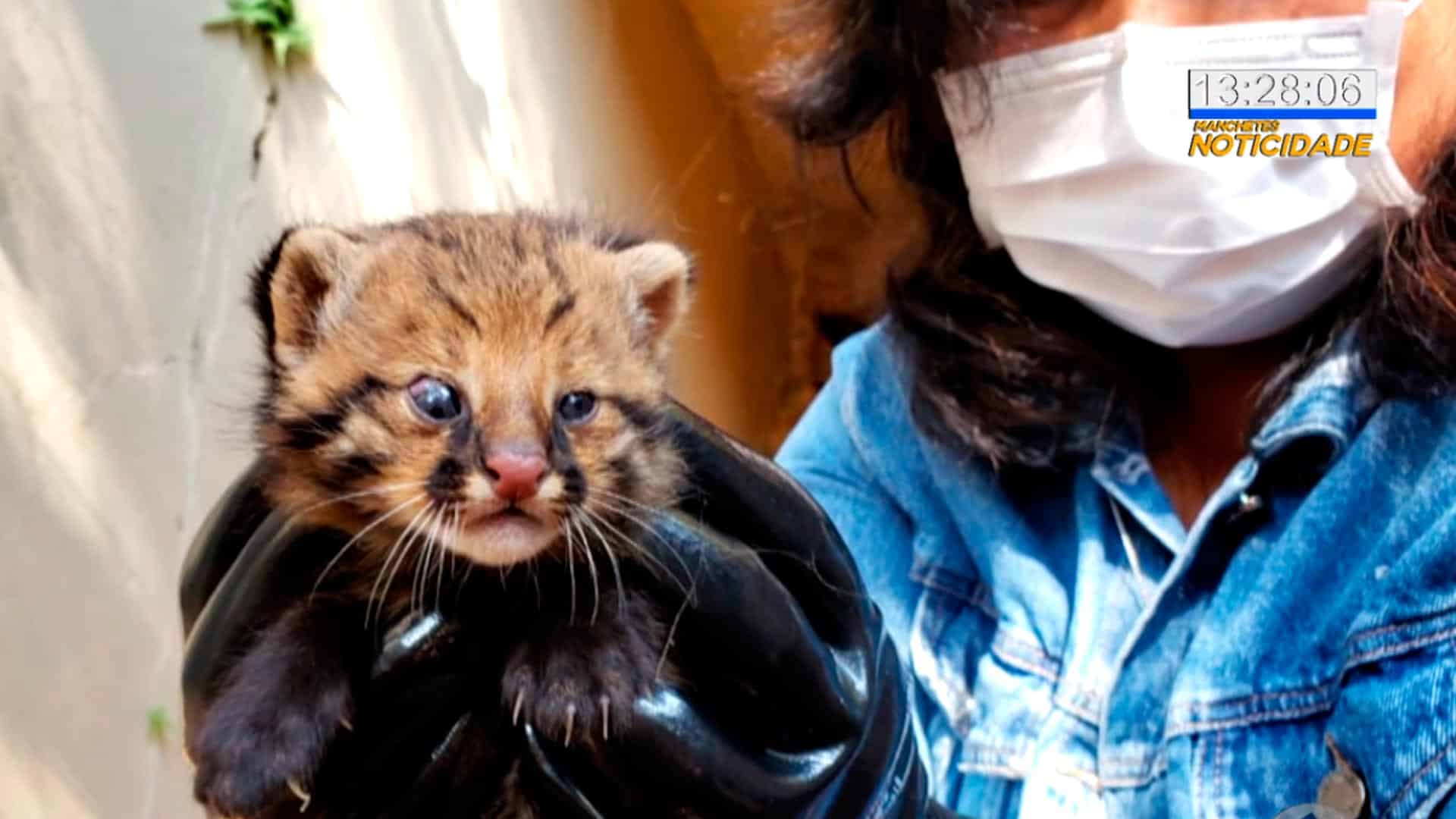 Filhotes de gato-palheiro nascem em ONG de Jundiaí