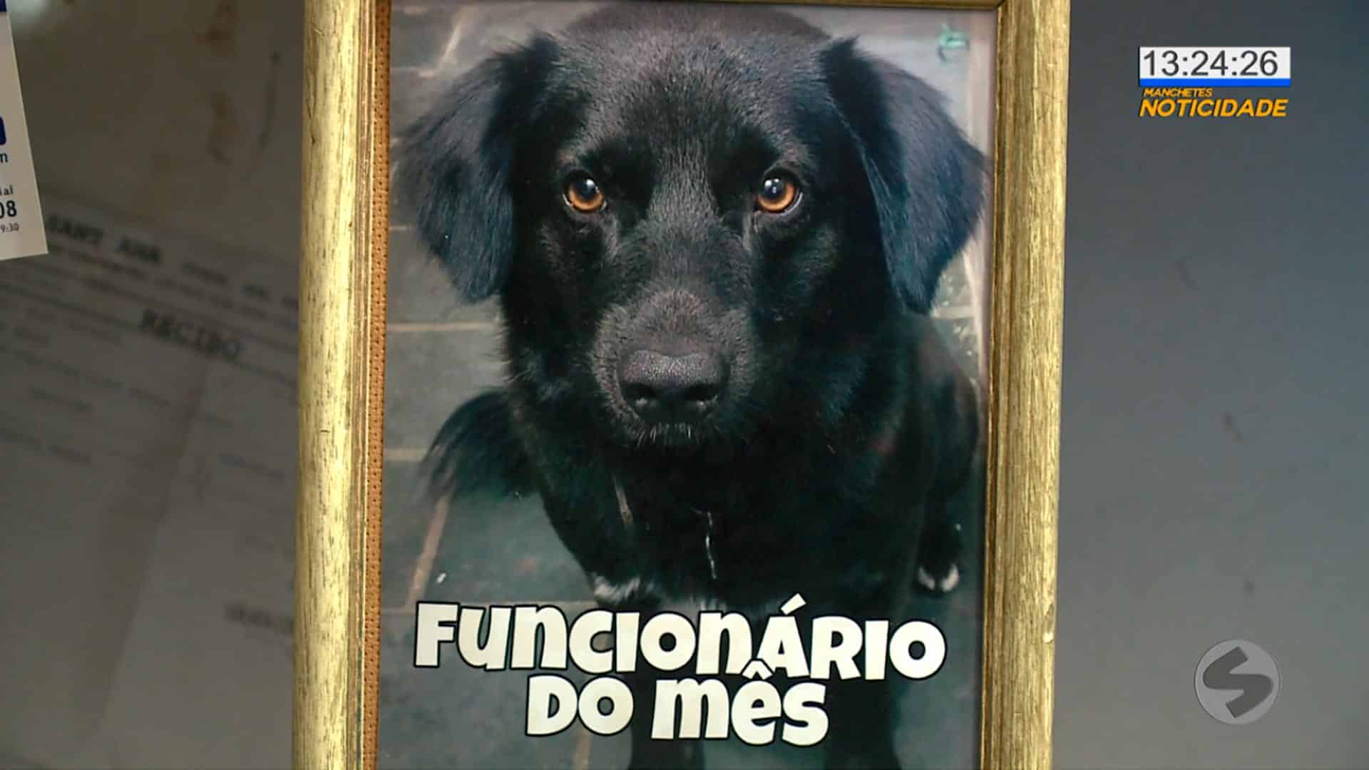 Dog vira funcionário do mês