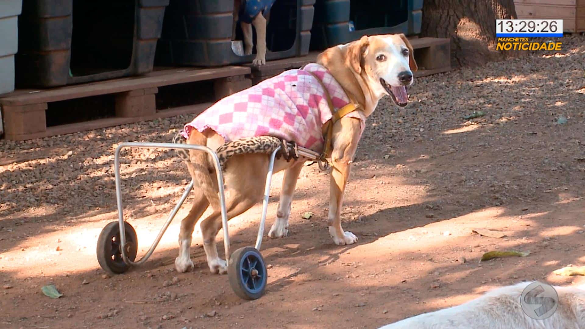 Corrida virtual ajuda animais abandonados