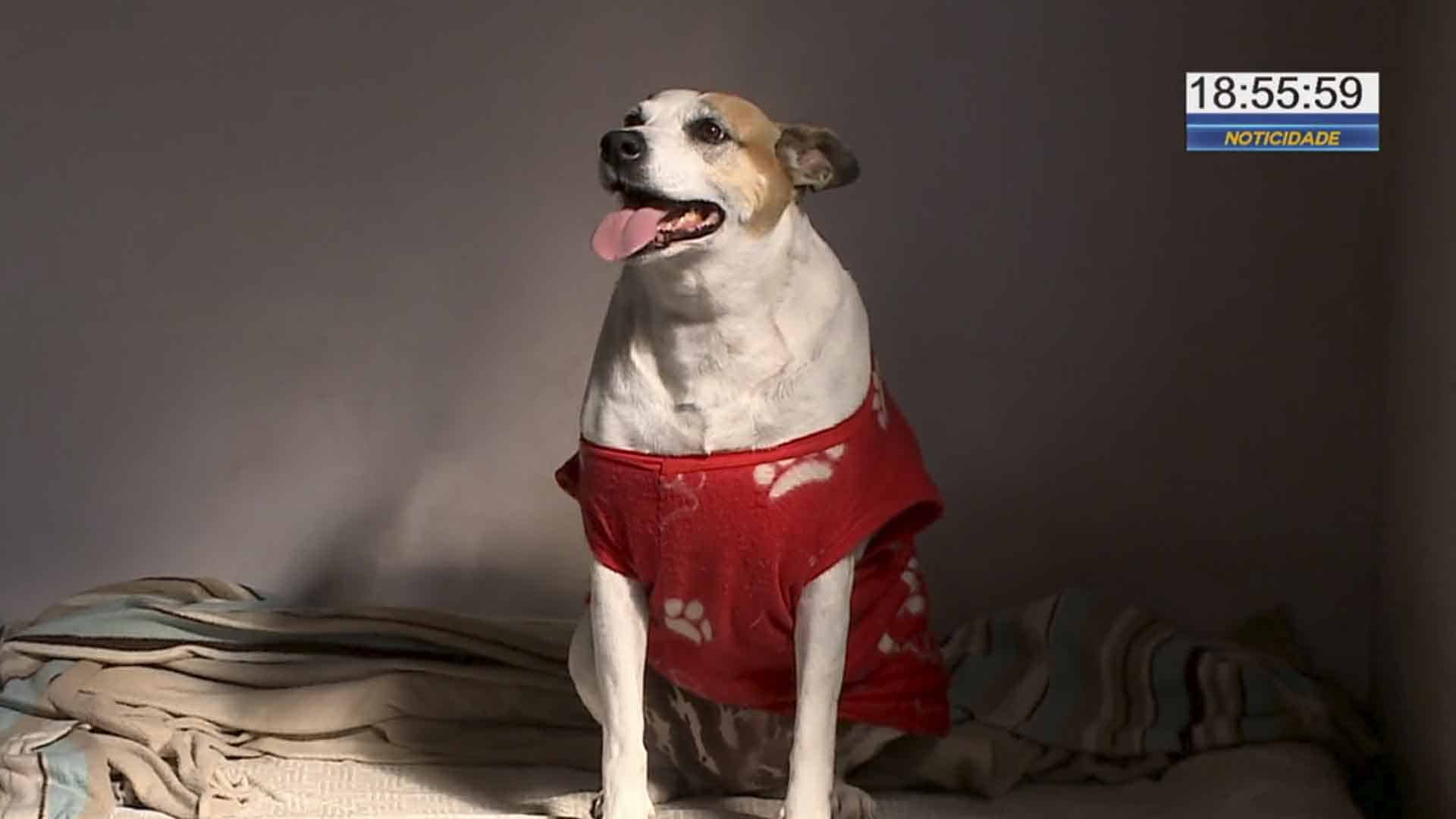 Cachorra teve roupa levada por homem em Sorocaba