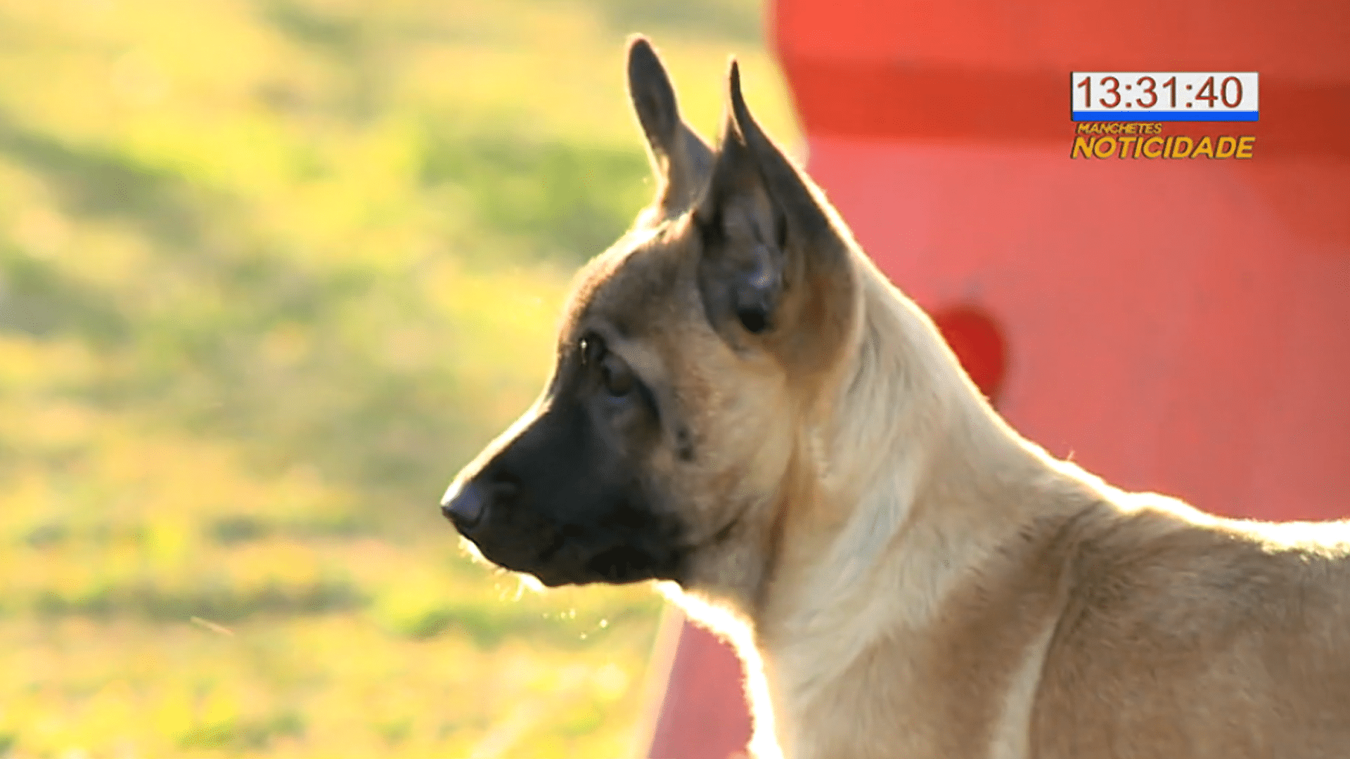 GCM de Jundiaí tem dois novos cães